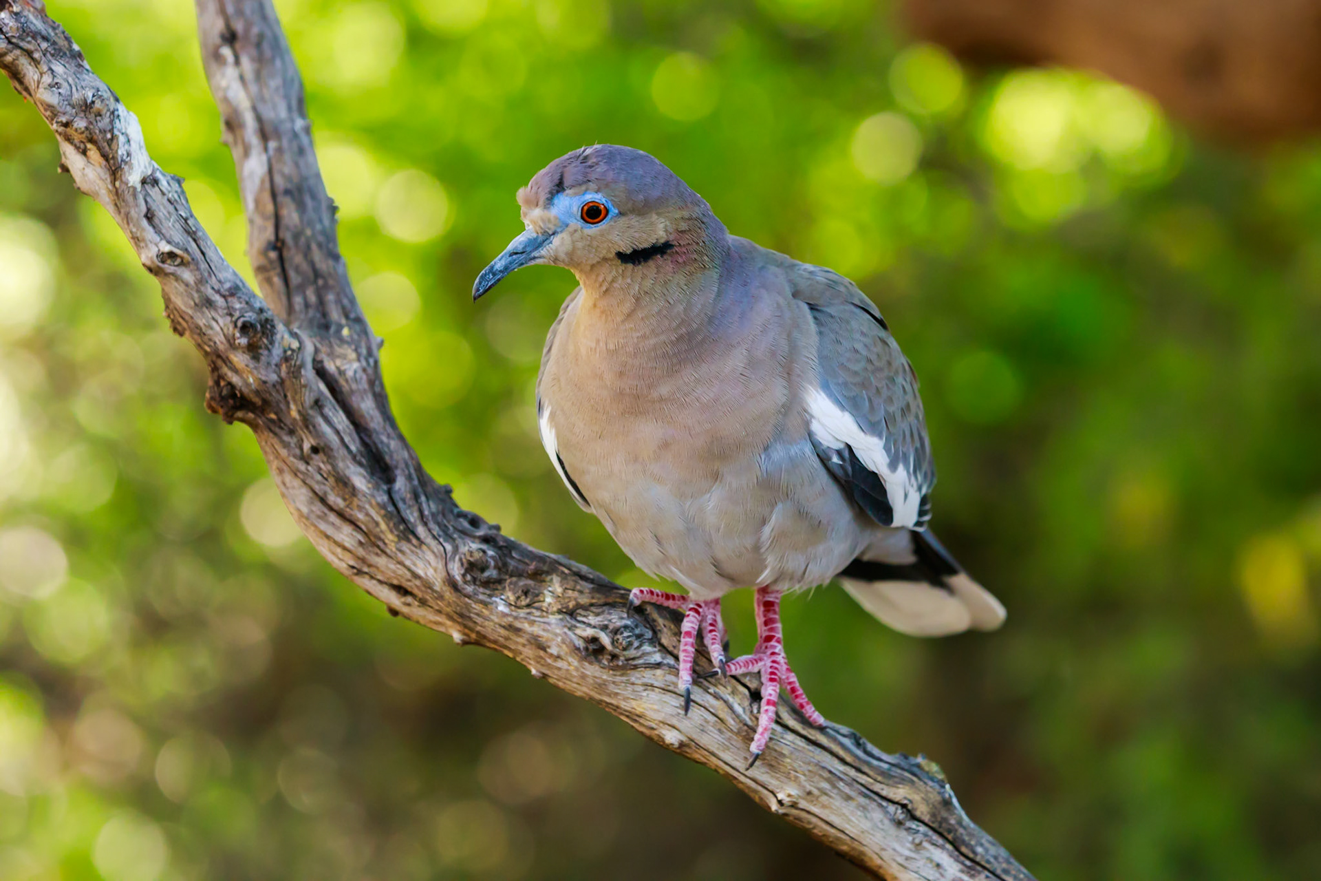 White Winged Dove
