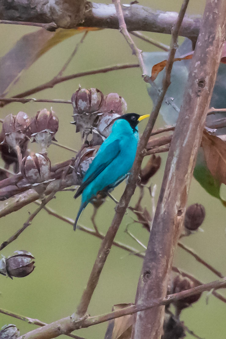 Green Honeycreeper