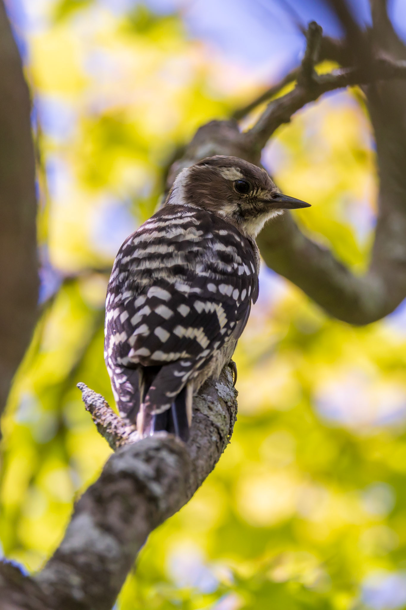 Japanese Pygmy Woodpecker