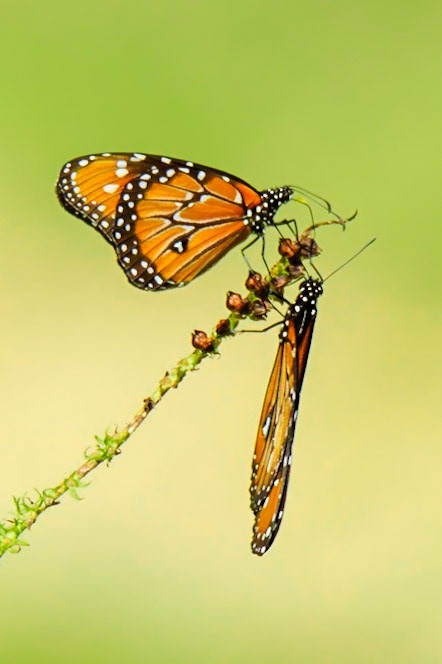 Monarch Butterflies