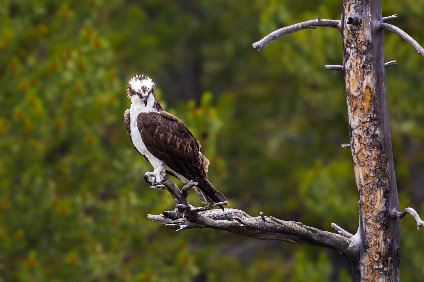 Osprey