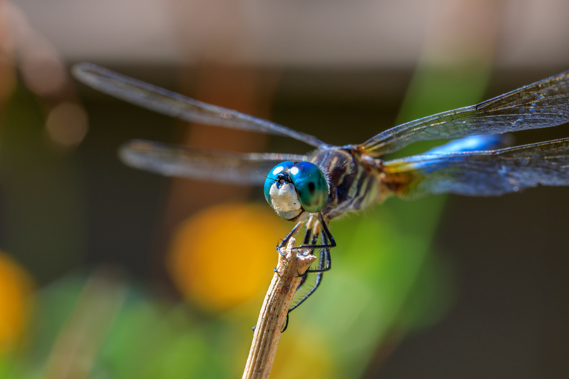 Macro Dragonfly