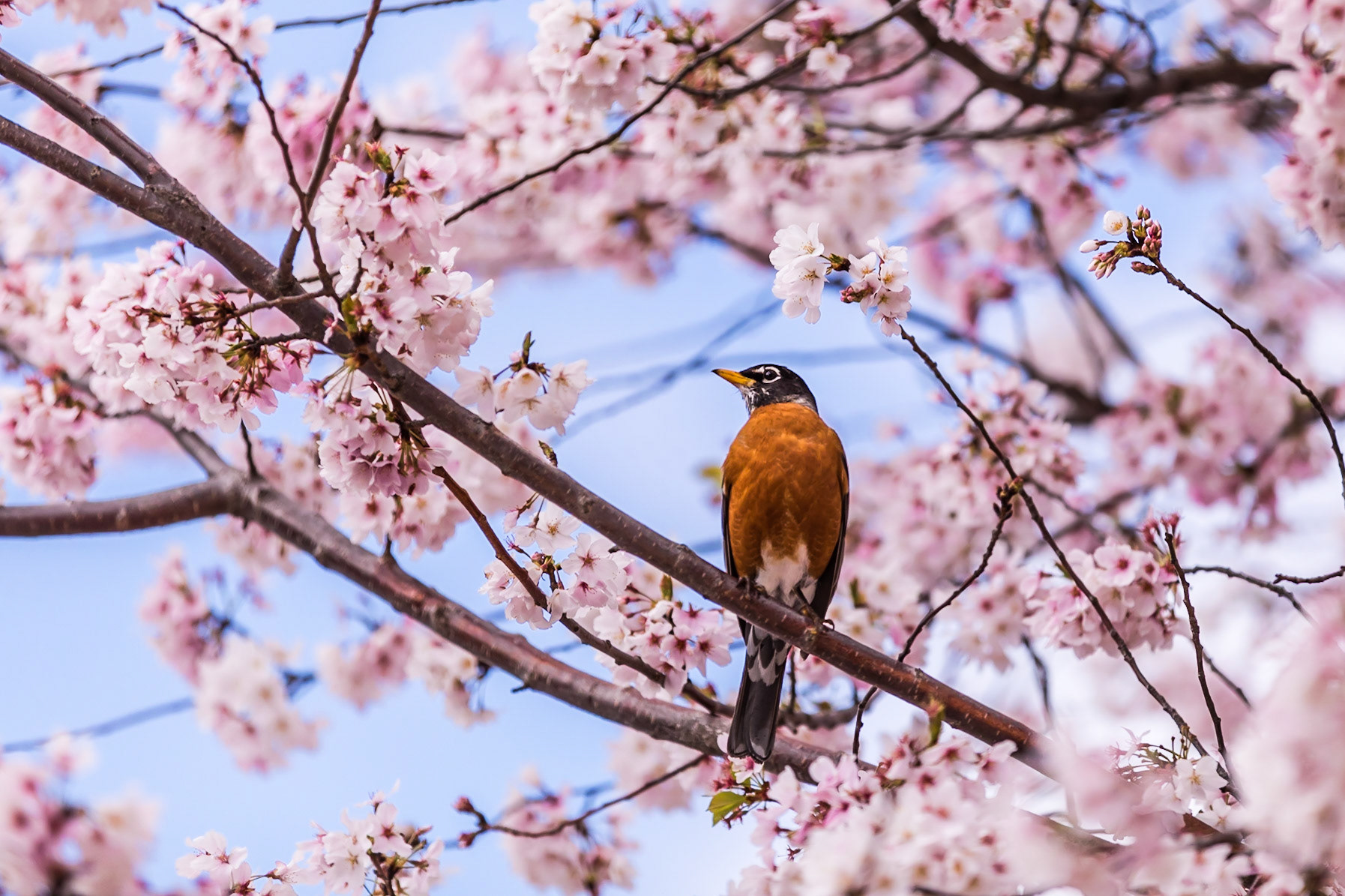 American Robin