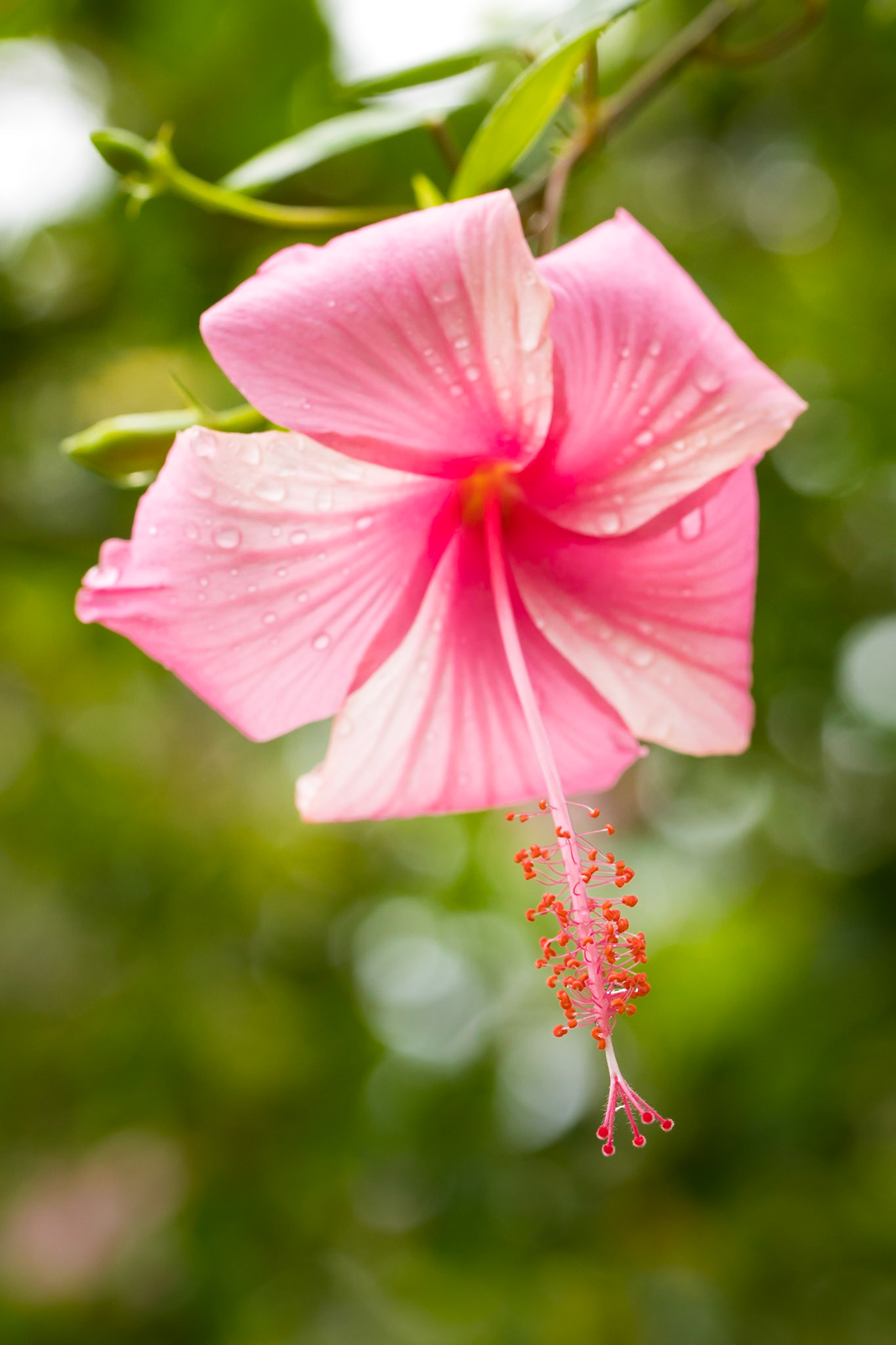 Pink Hibiscus