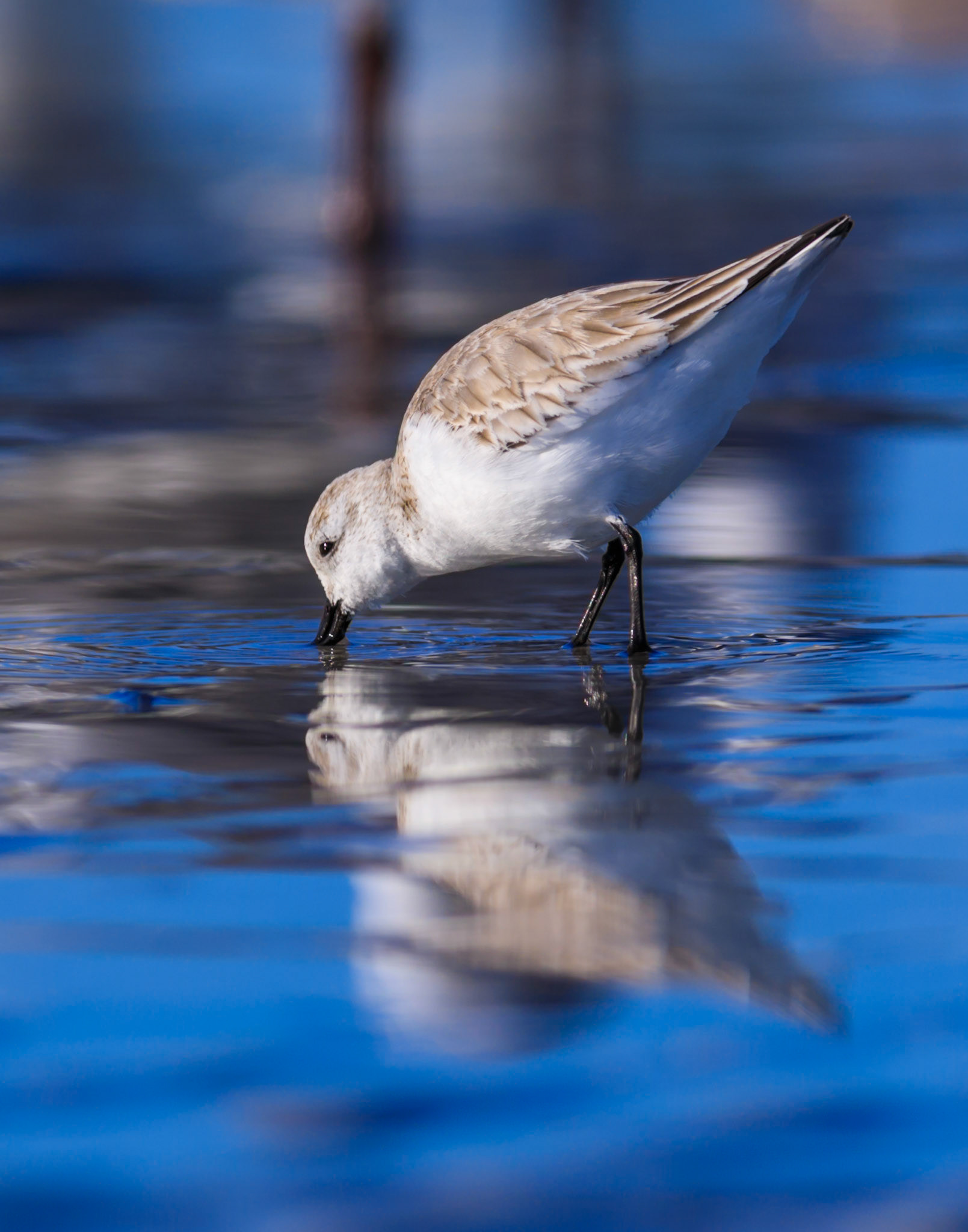 Sanderling Reflection