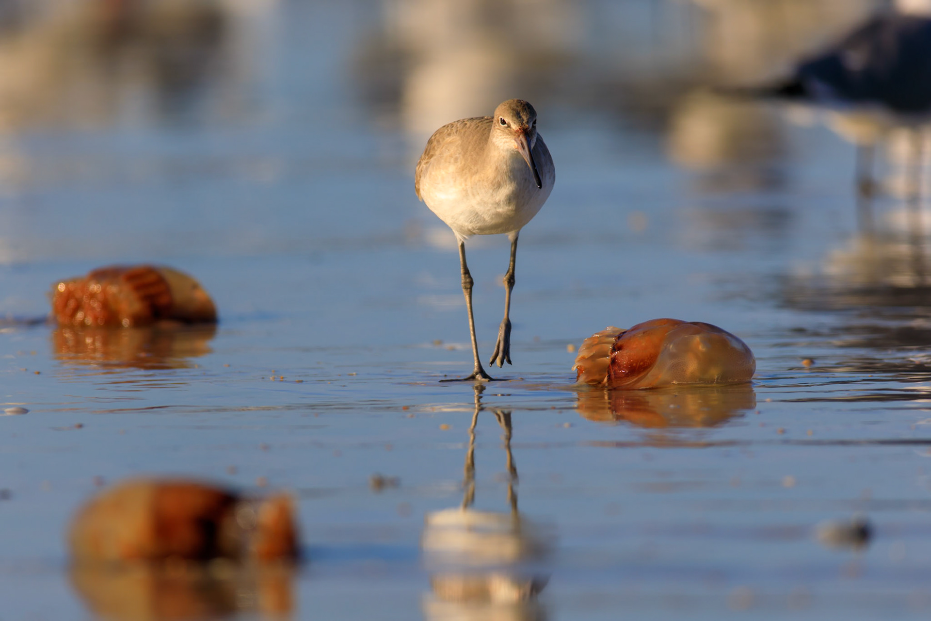 Willet with Jellyfish