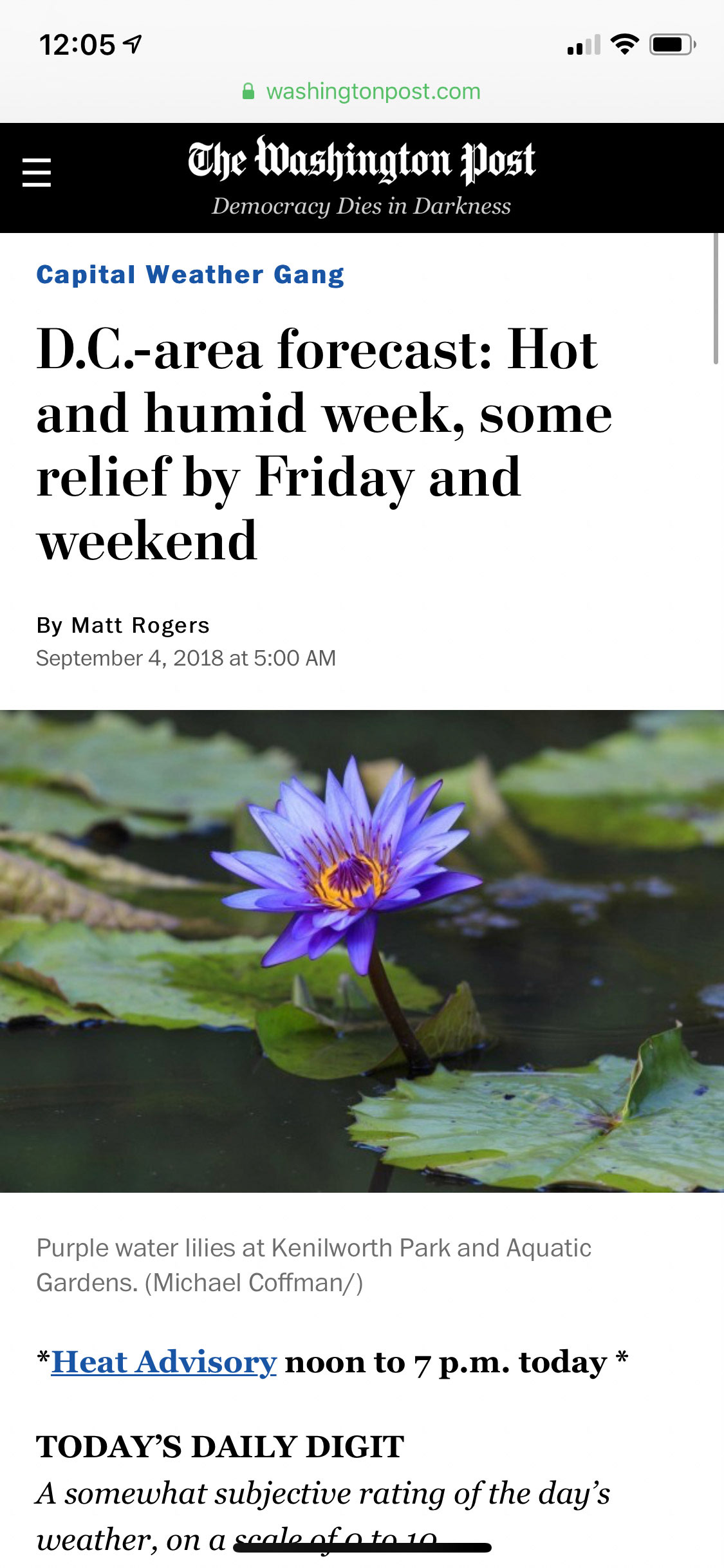 Purple Water Lillies at Kenilworth Aquatic Gardens