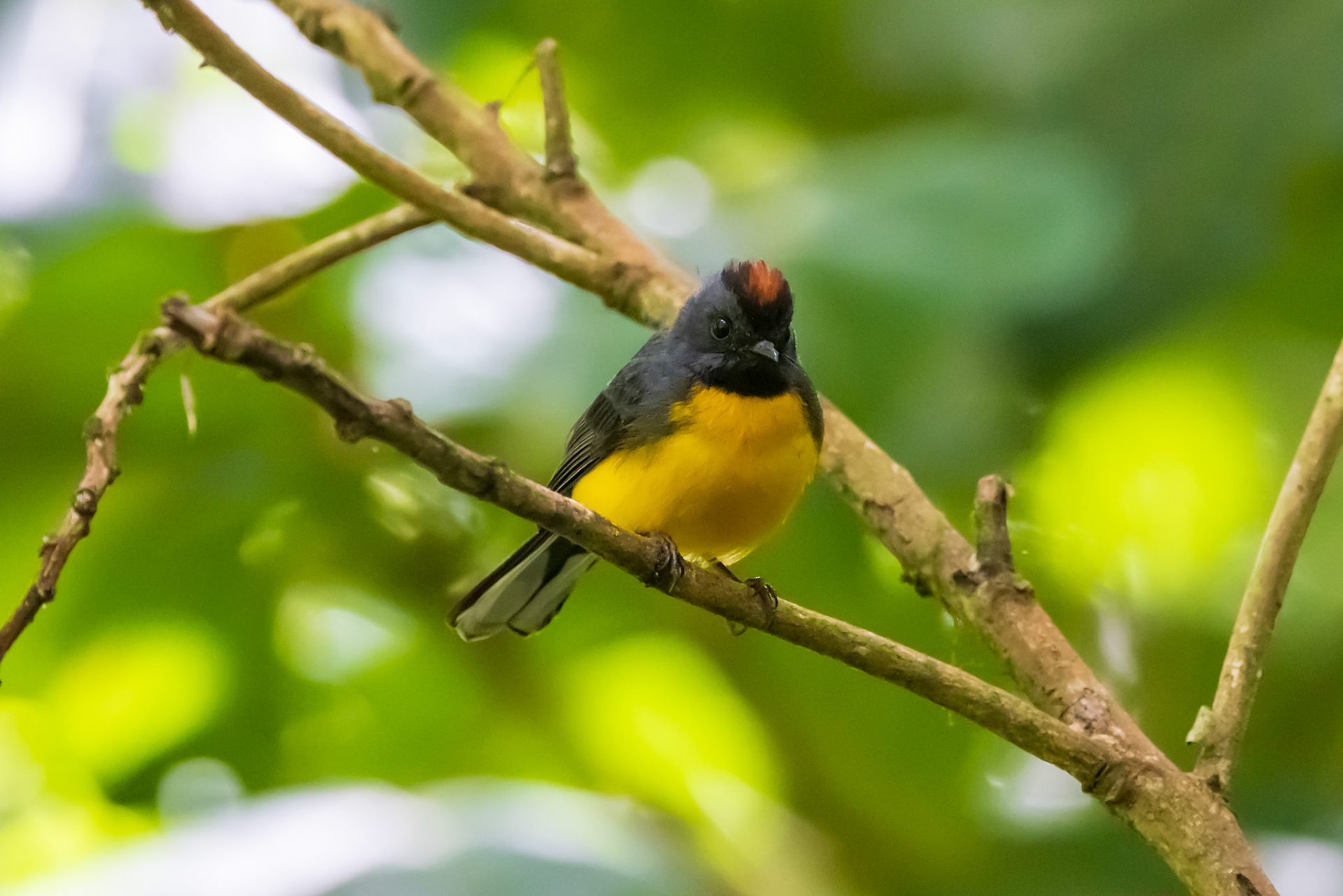 Slate-throated Redstart