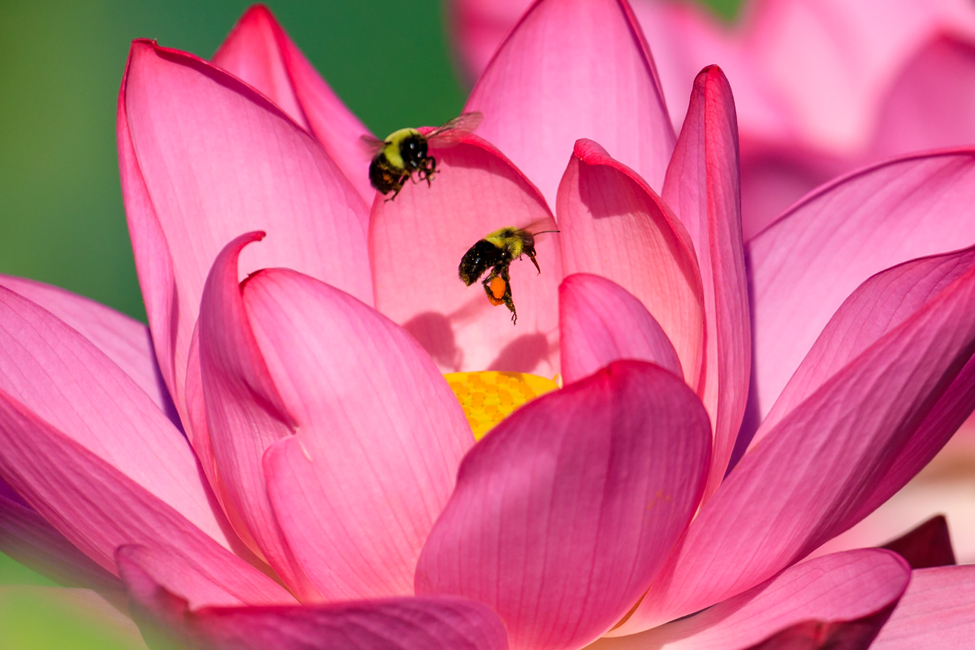 Bees in Lotus Flower