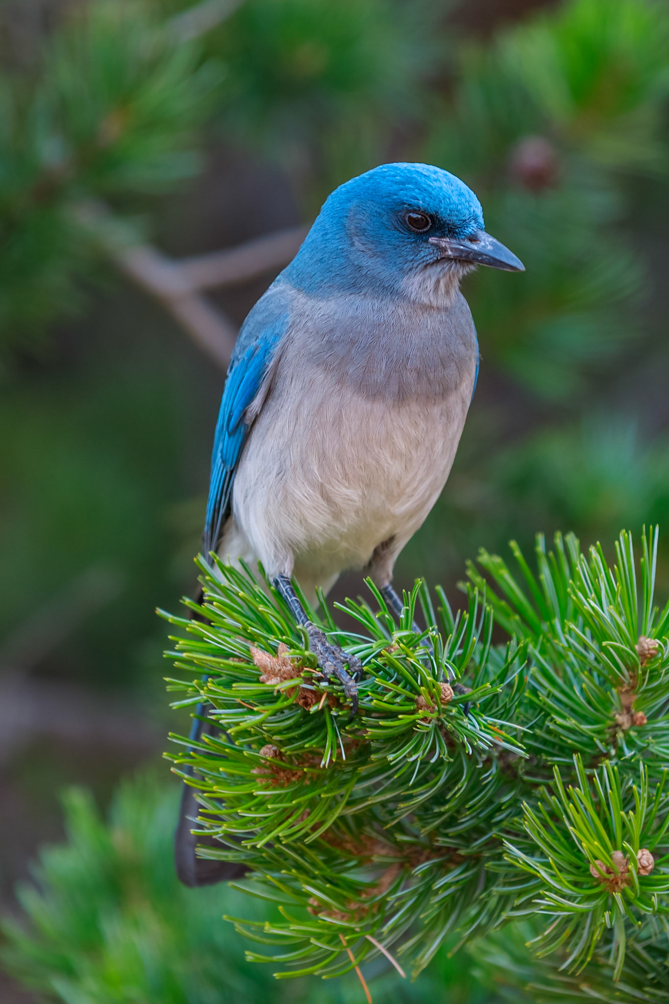 Mexican Jay