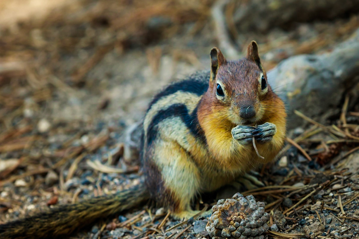 Pine Needle Buffet