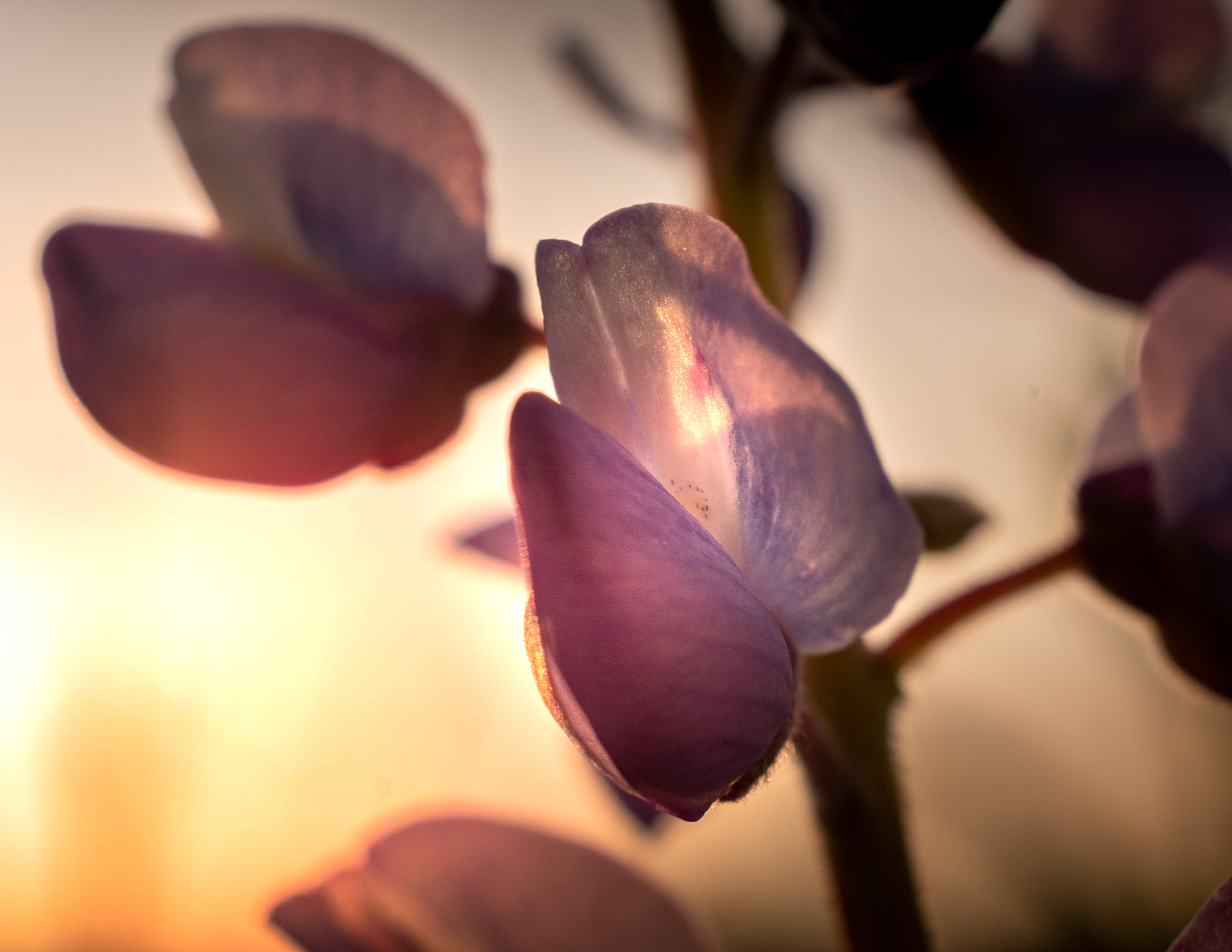 My Lupine shot - I know it's not the glorious fields of Lupine you normally see, however, these are the real deal. These are native to our area and are much smaller than the invasive Bigleaf Lupine which is native to the west coast.