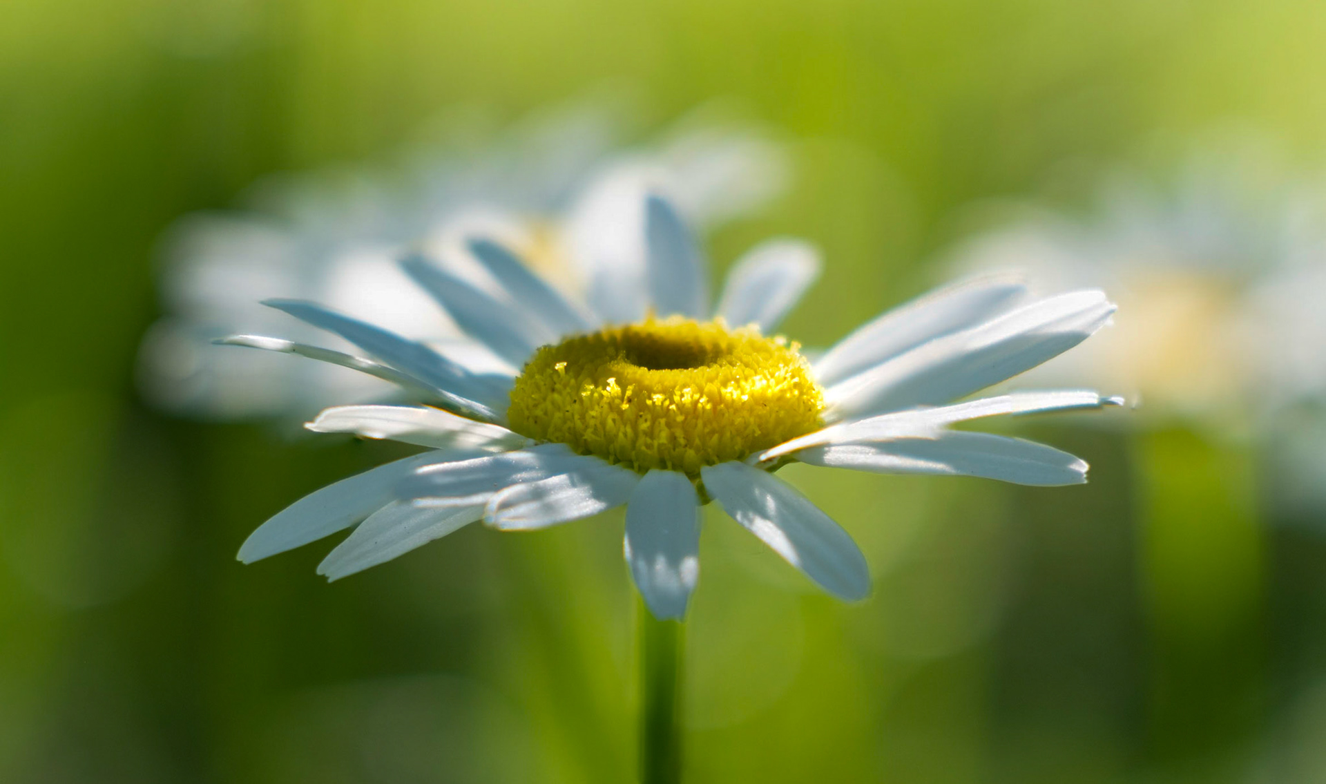 The petals of the flower reaching out as if to hug the Sun's rays.