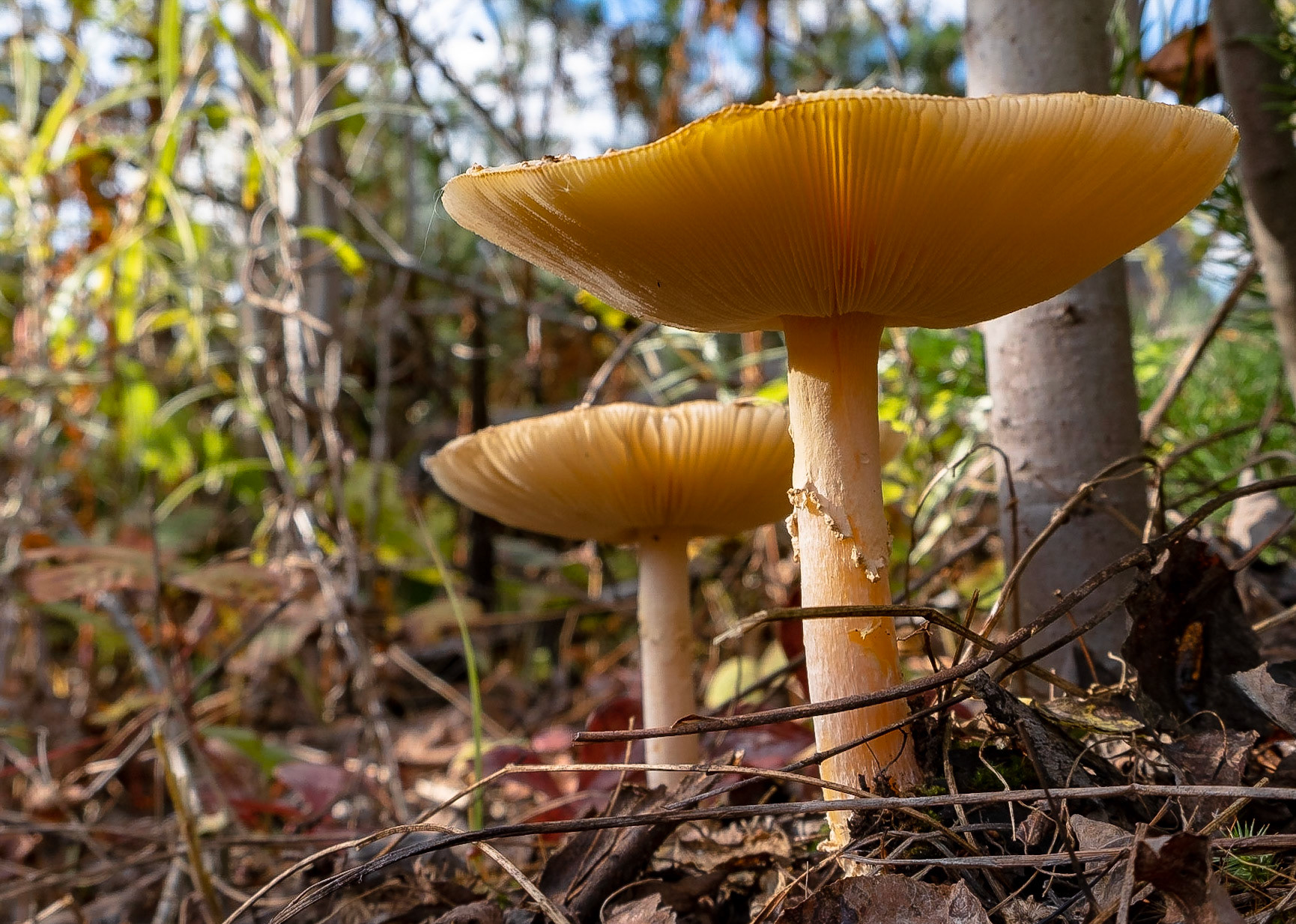 So much detail, yet so fragile.