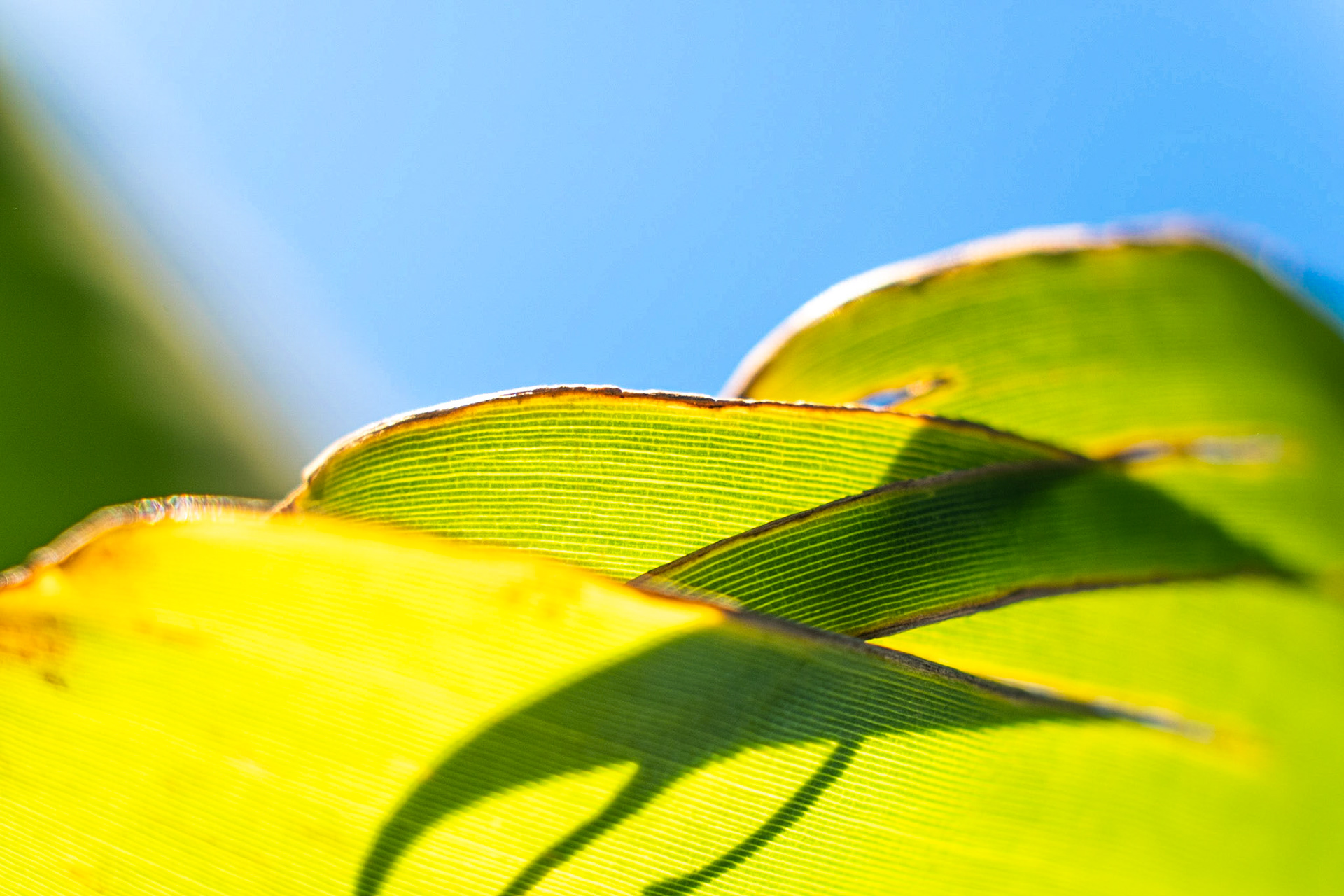 One of my favorite photos from this series but it wouldn’t have been anything without the power of the sunshine behind this palm frond.
