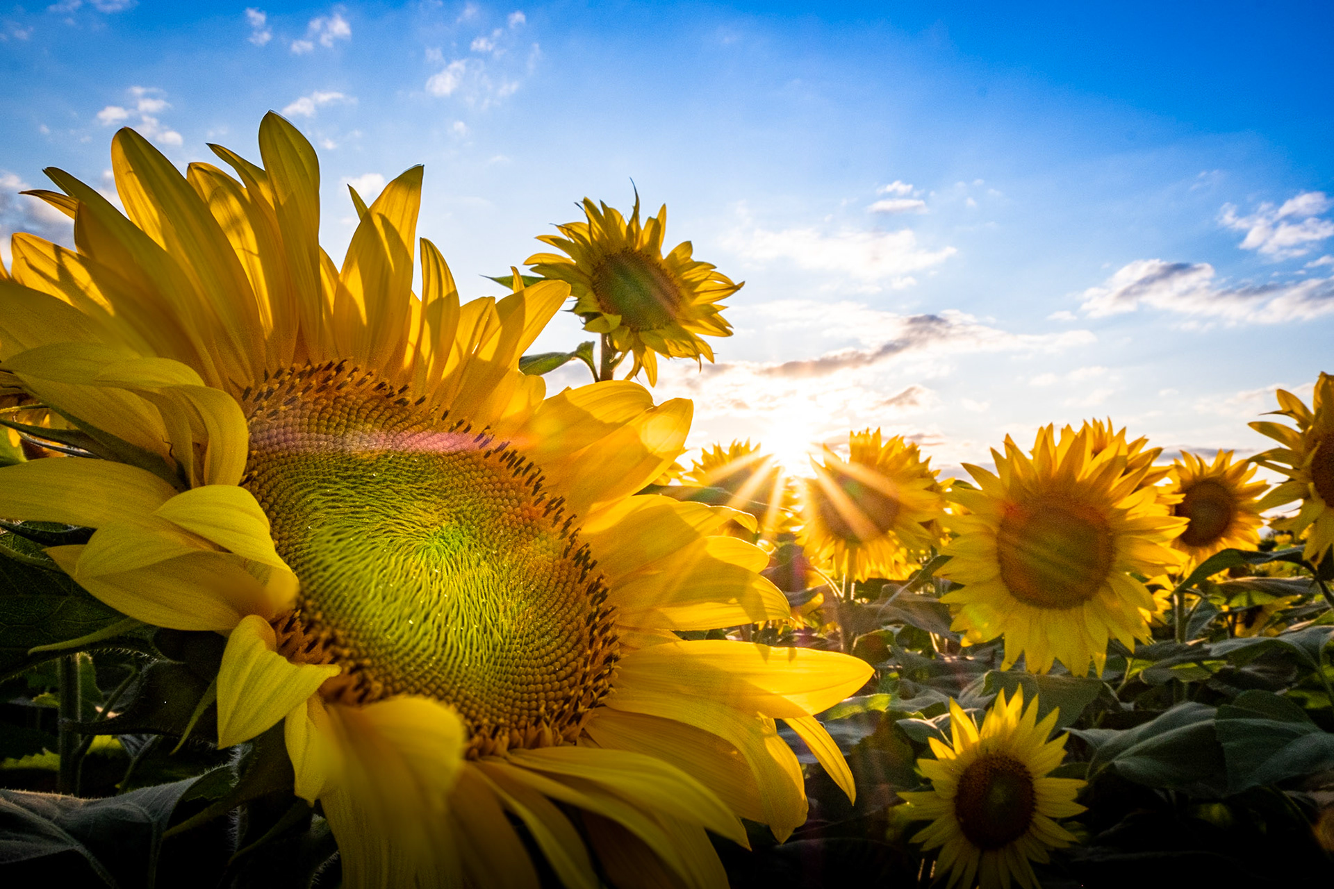 Just A Wonderful Field Of Sunshine!