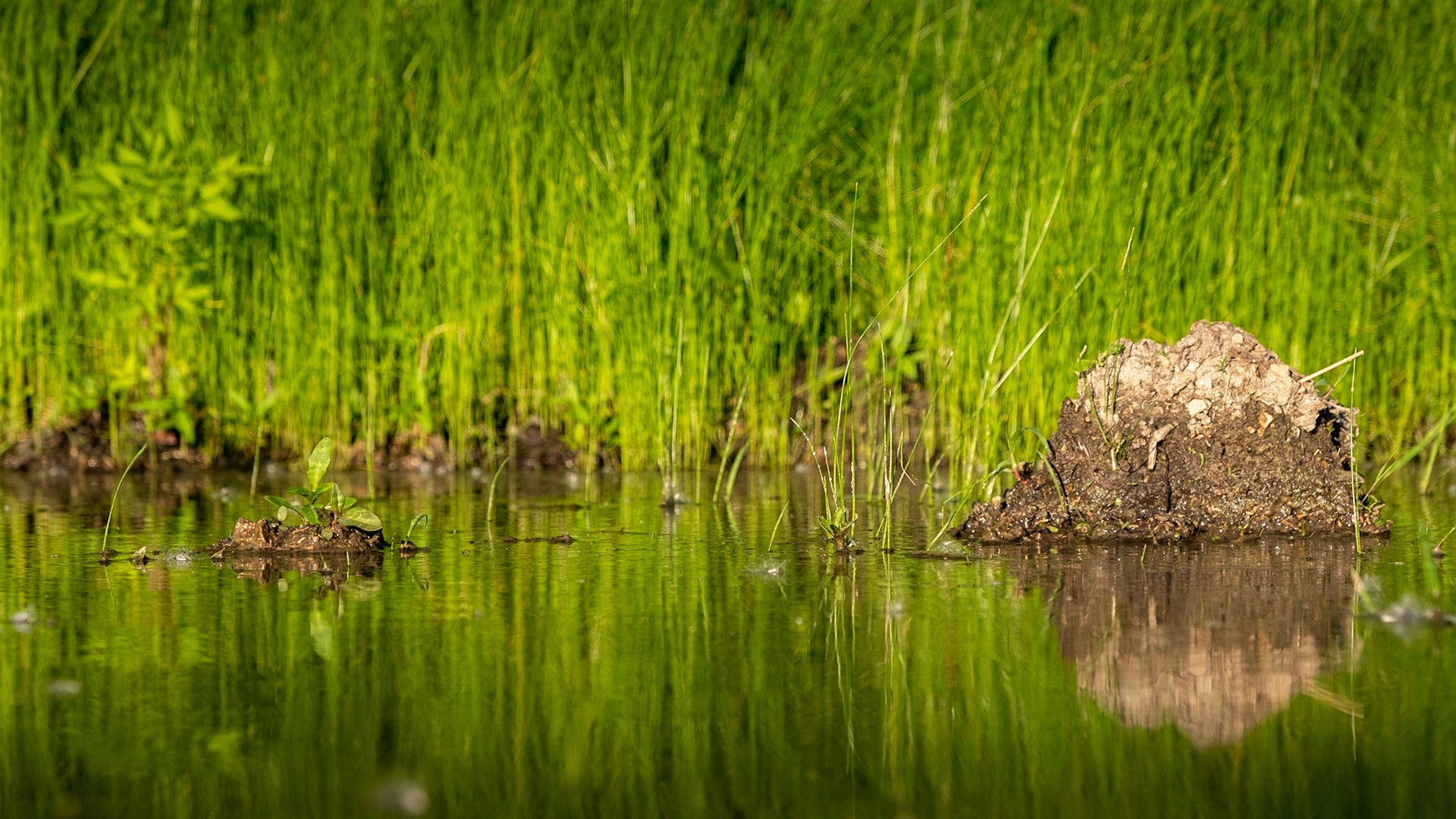 You might be bigger, but I have a plant!