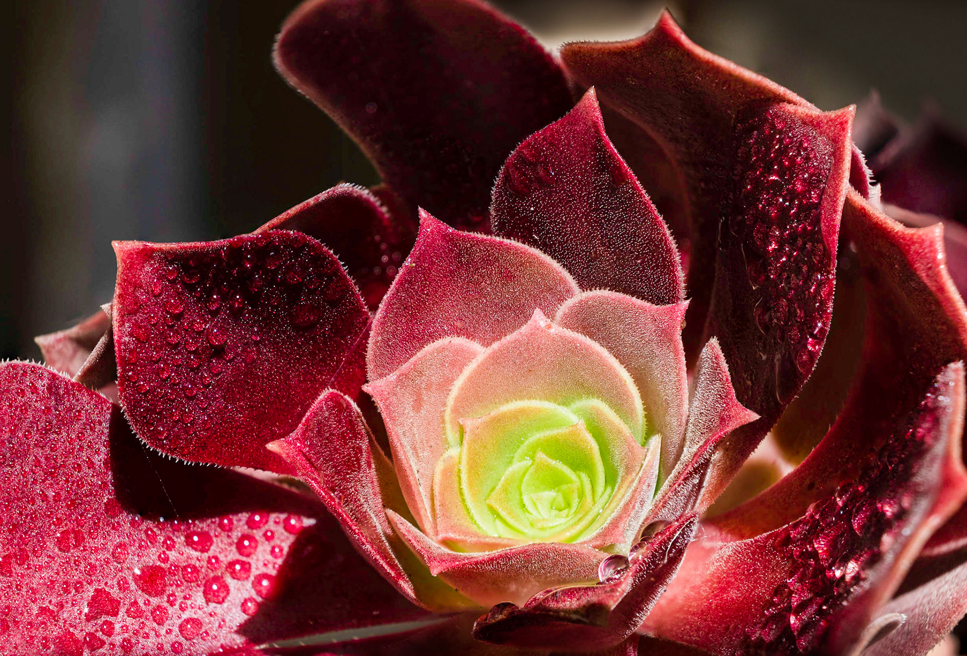 A Succulent Rose -As soon as I walked by this plant I knew I wanted to get a nice capture of it. The rich reds with the vibrant green center was perfect. Composed of 10-12 photos to get the needed depth, a few hours of editing later, I feel I captured what my initial vision of this image could be.