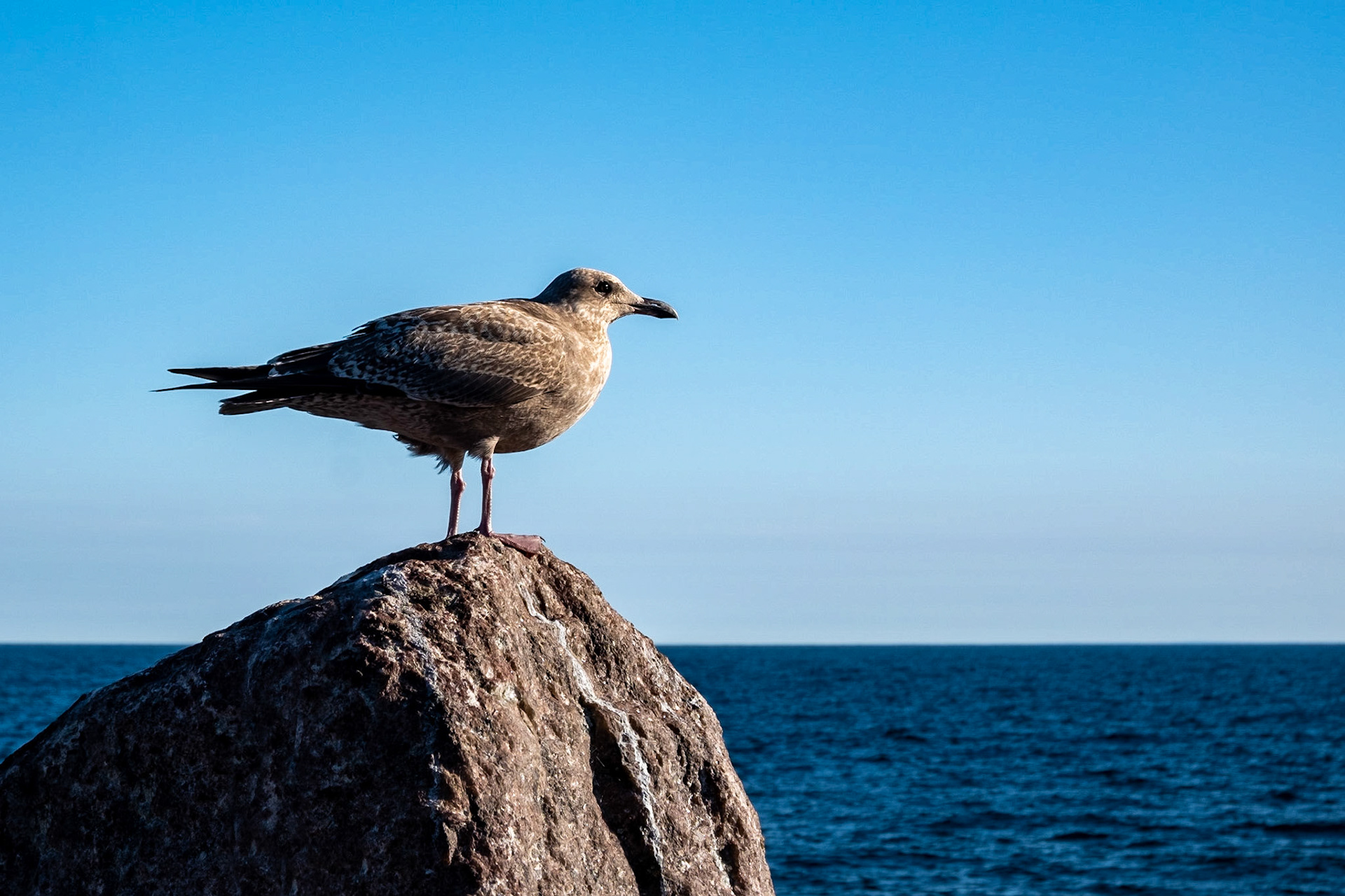 The birds of the sea