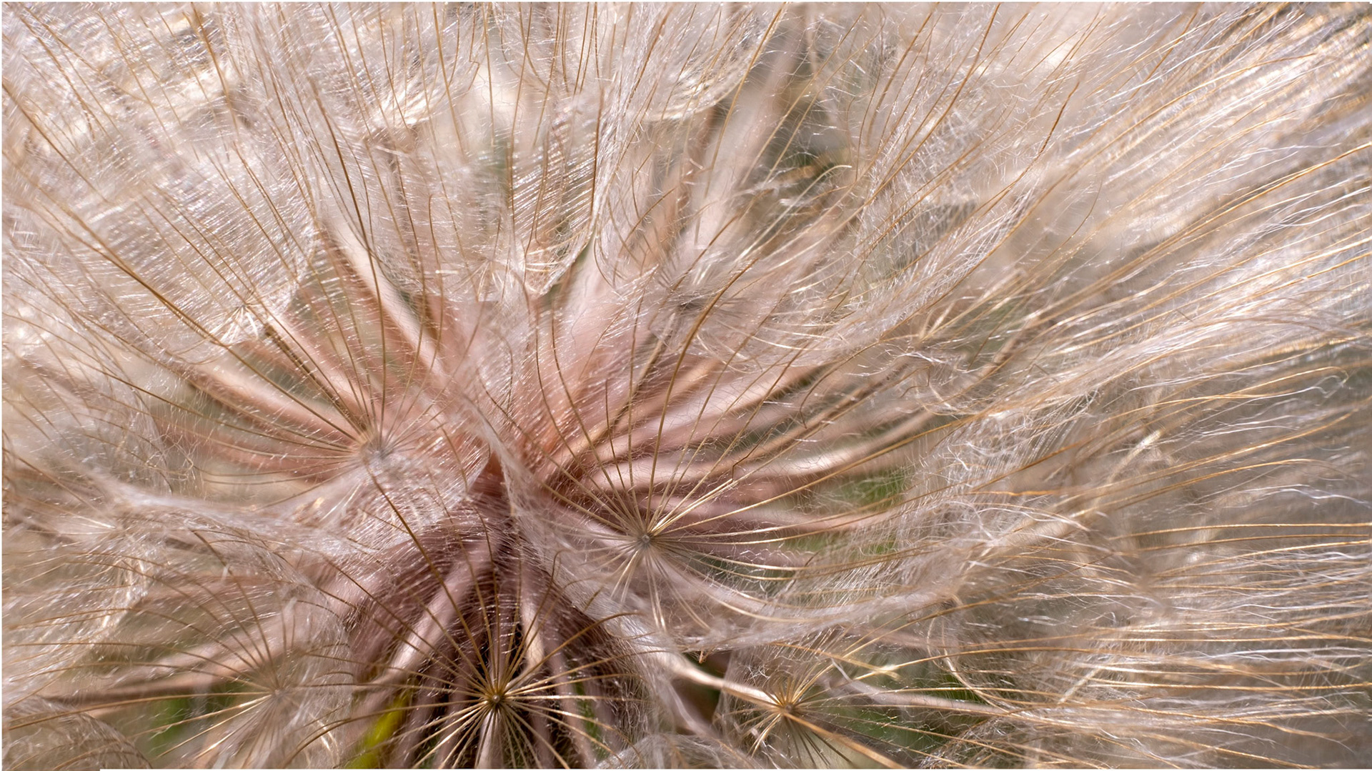 A warm abstract feathery view of salsify seeds.