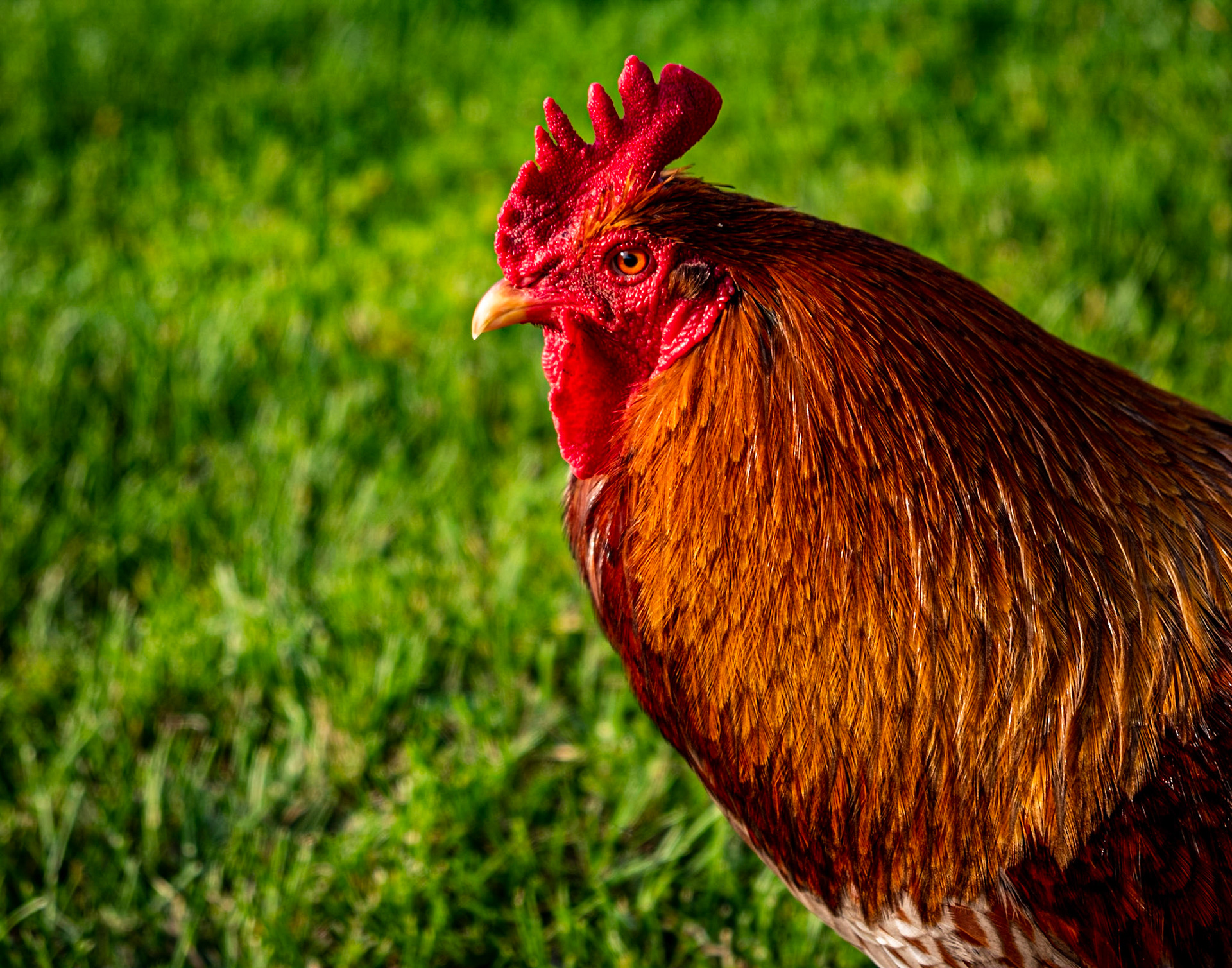 My what a stern pose. He ment busniess walking back and forth in front of me.