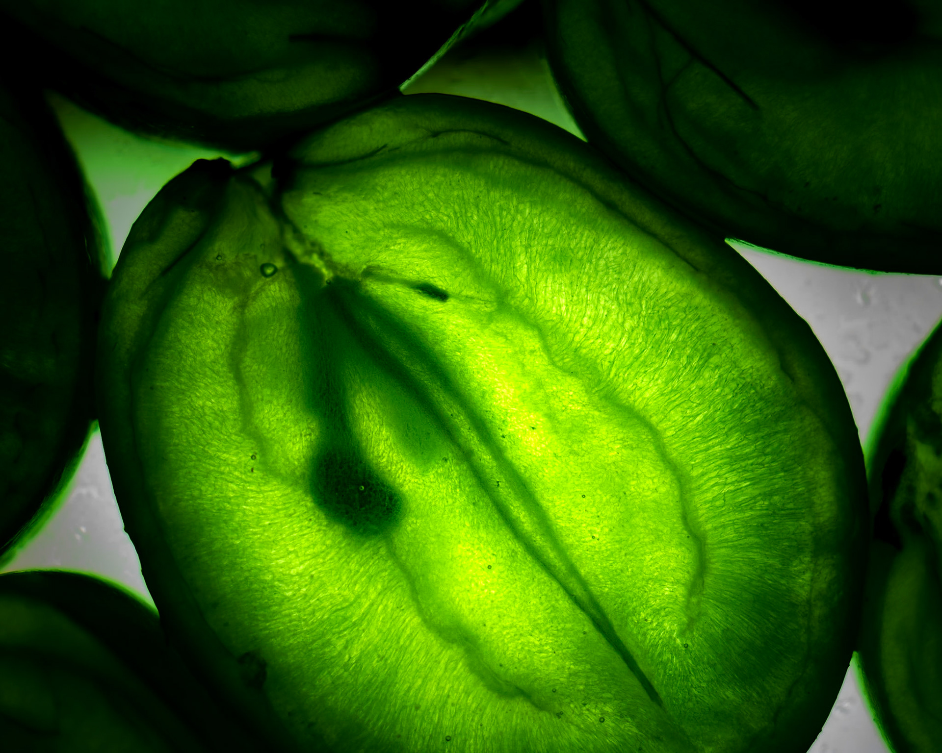 I was asked what I'm doing from across the room. I couldn't answer because my mouth was full of my art. The plus side of this little project. And rather tasty.