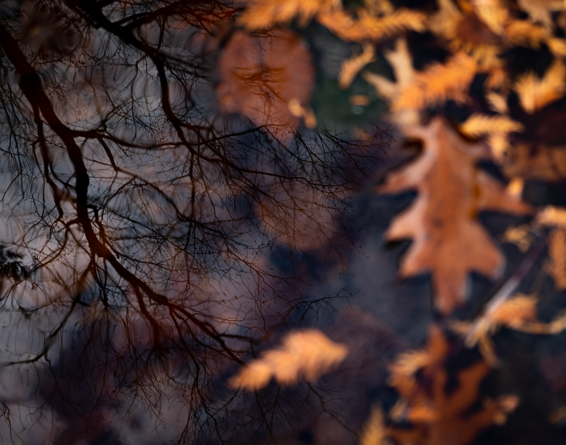 Trying to put the leaves back on the trees and hold onto fall a little bit longer.