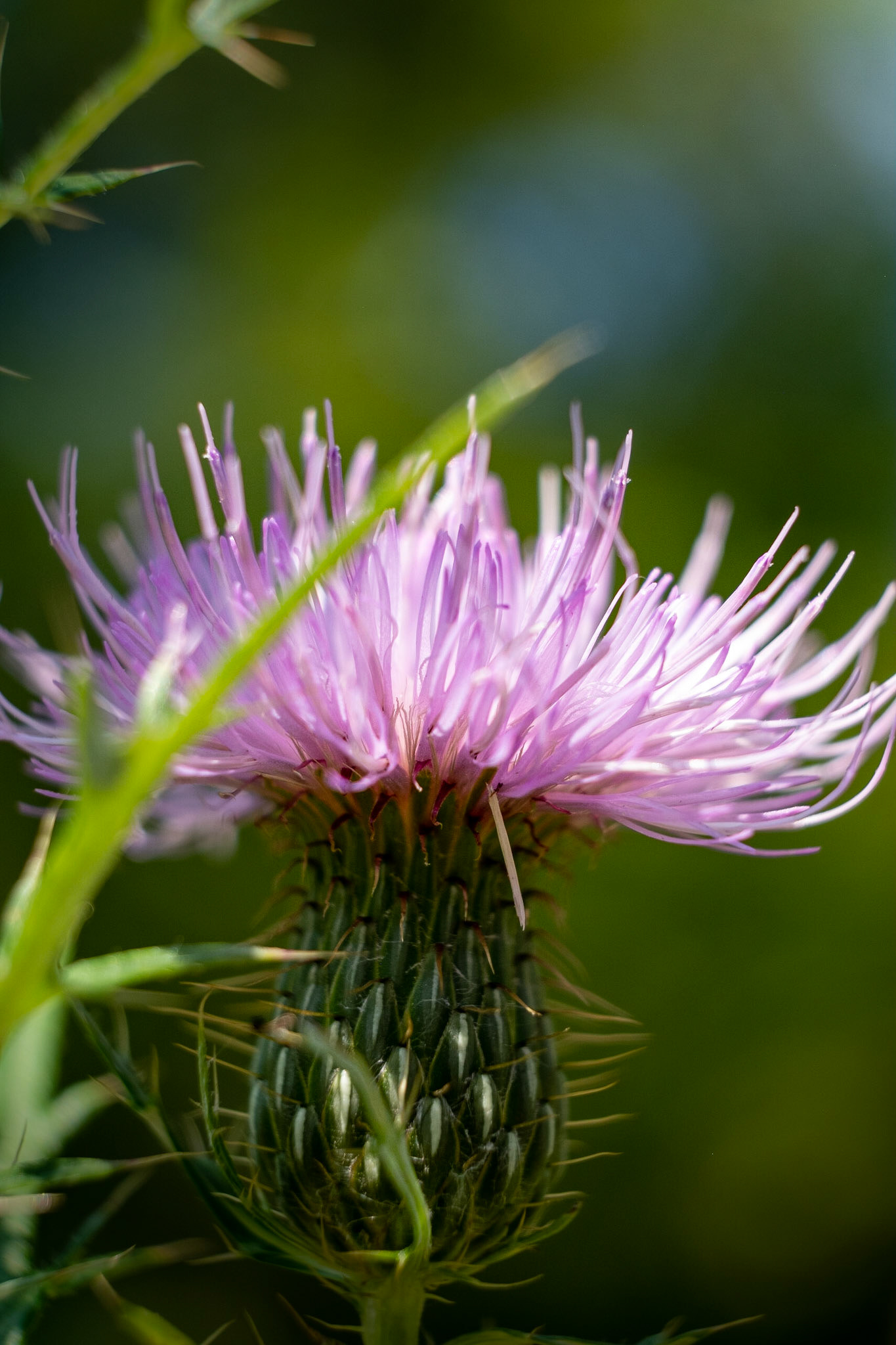 MIlk Thistle - or a plant from Doc Seusse.