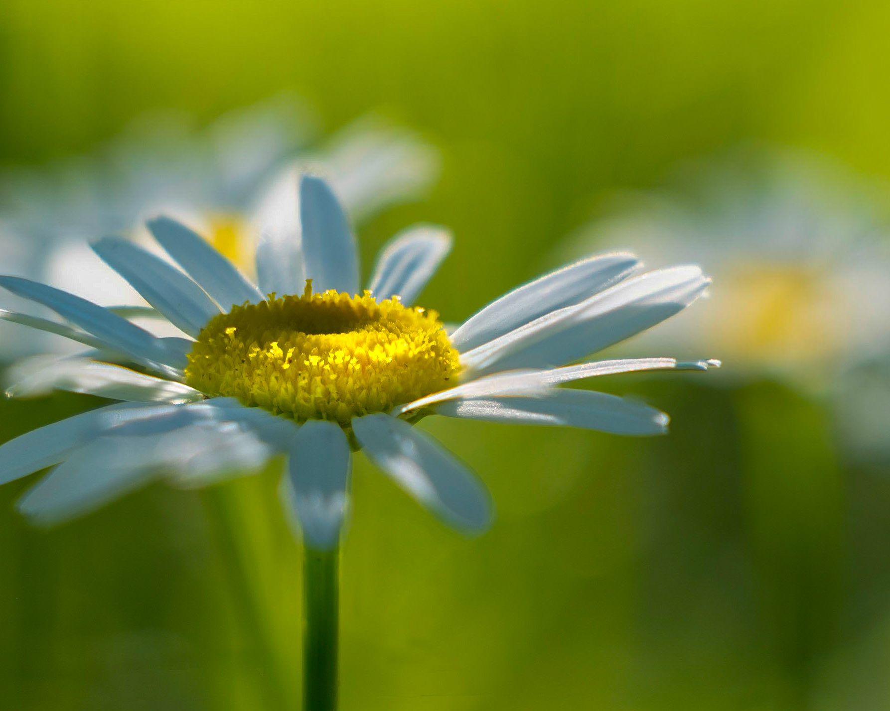 Leucanthemum vulgare (Ox-eye Daisy) - Something so simple about a daisy.