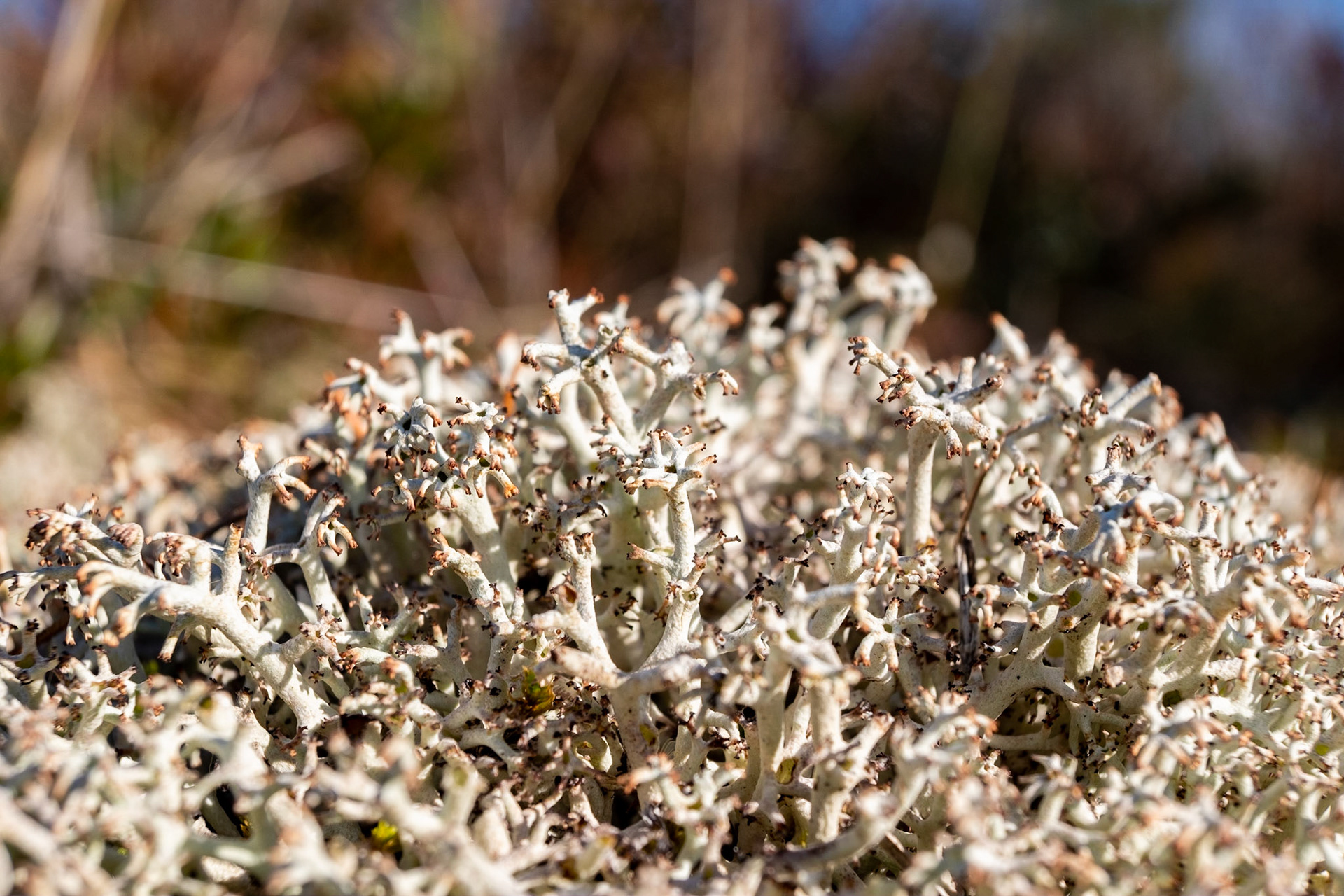 Is it dead? Is it alive? What ever state it is, it was worthy of a shot. Reminds me of sea coral.