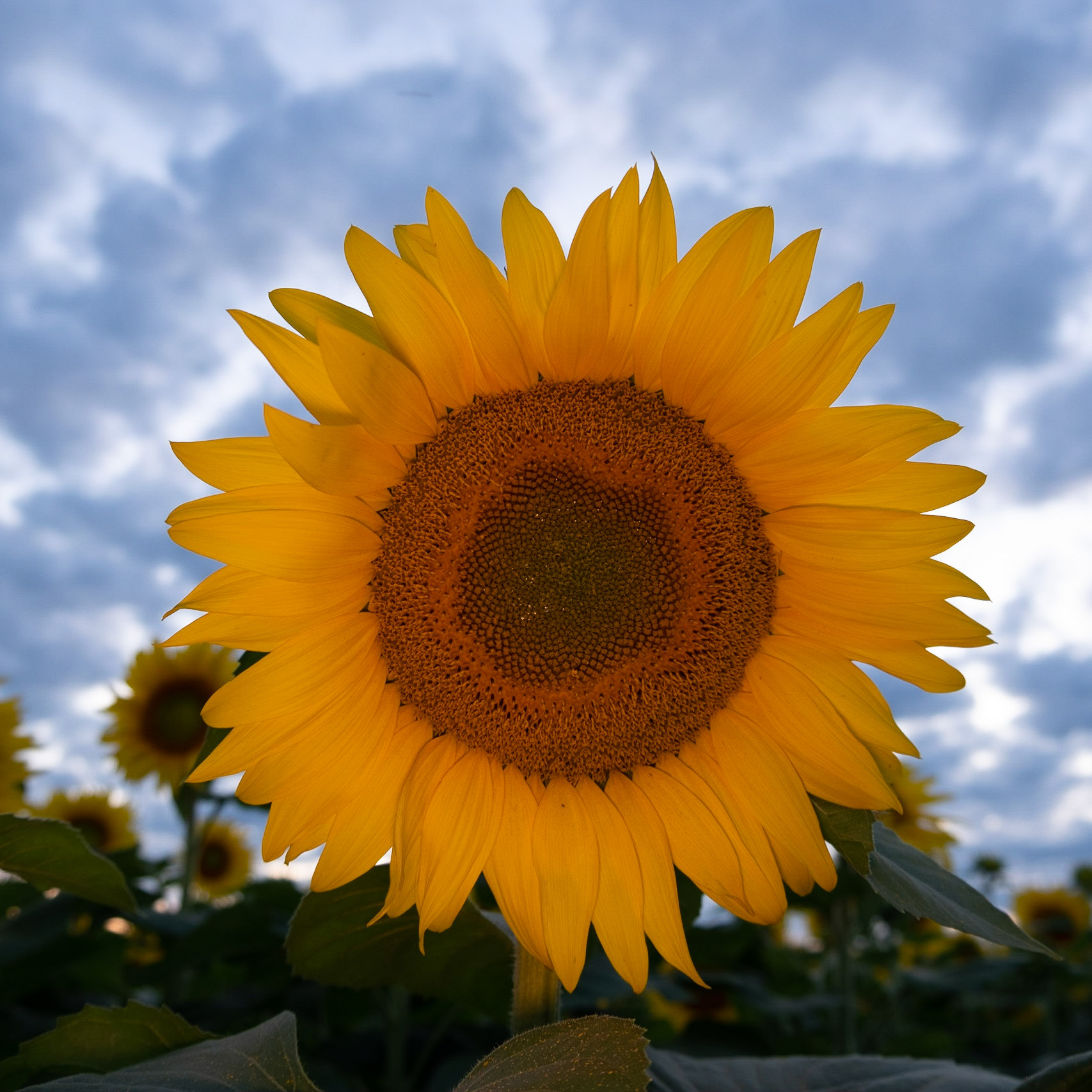 Hello! No chance of walking into you!