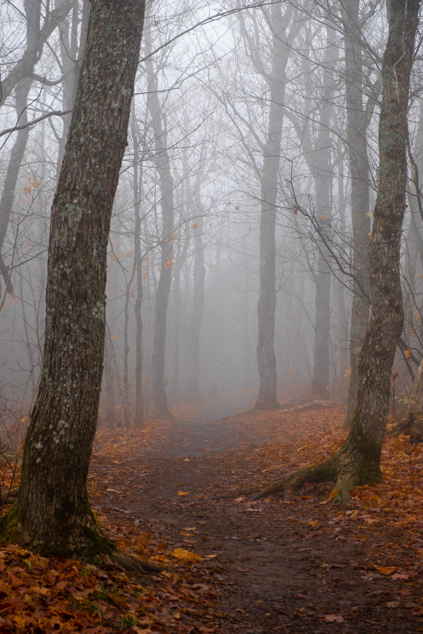 On top of Oberg Mnt, the leaves had already fallen while the the lower areas still had full color on most of the trees.