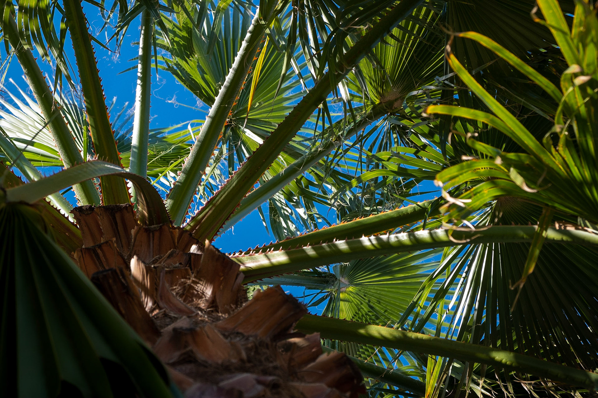 Where the palm trees sway -Fresh off the plane from the snow country, it certainly was enjoyable to look up and see vibrant blue sky and palm trees.