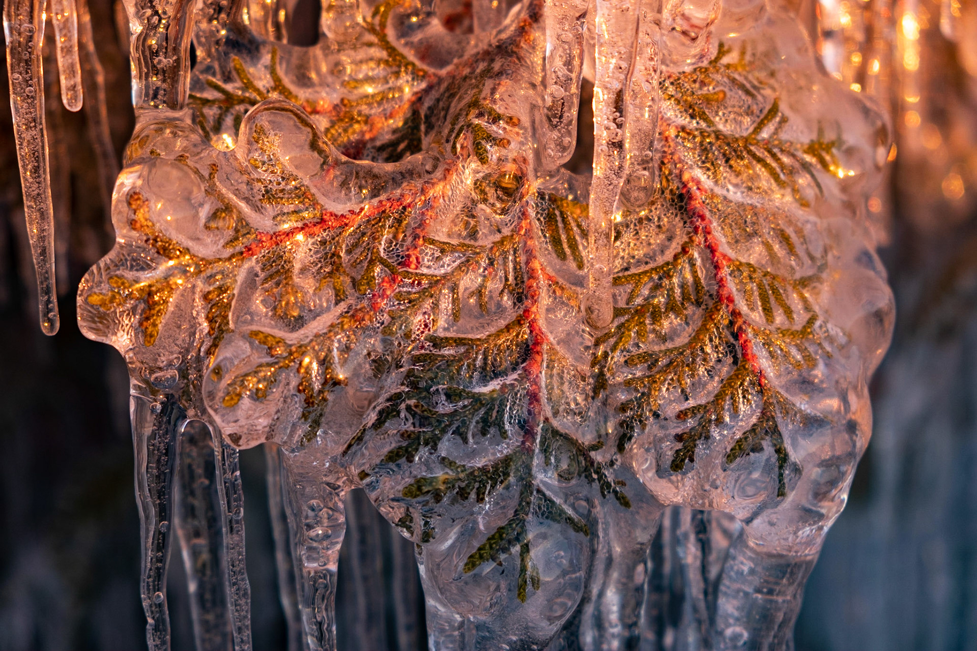 Cedar tree branches waking up with the warmth of the sun.