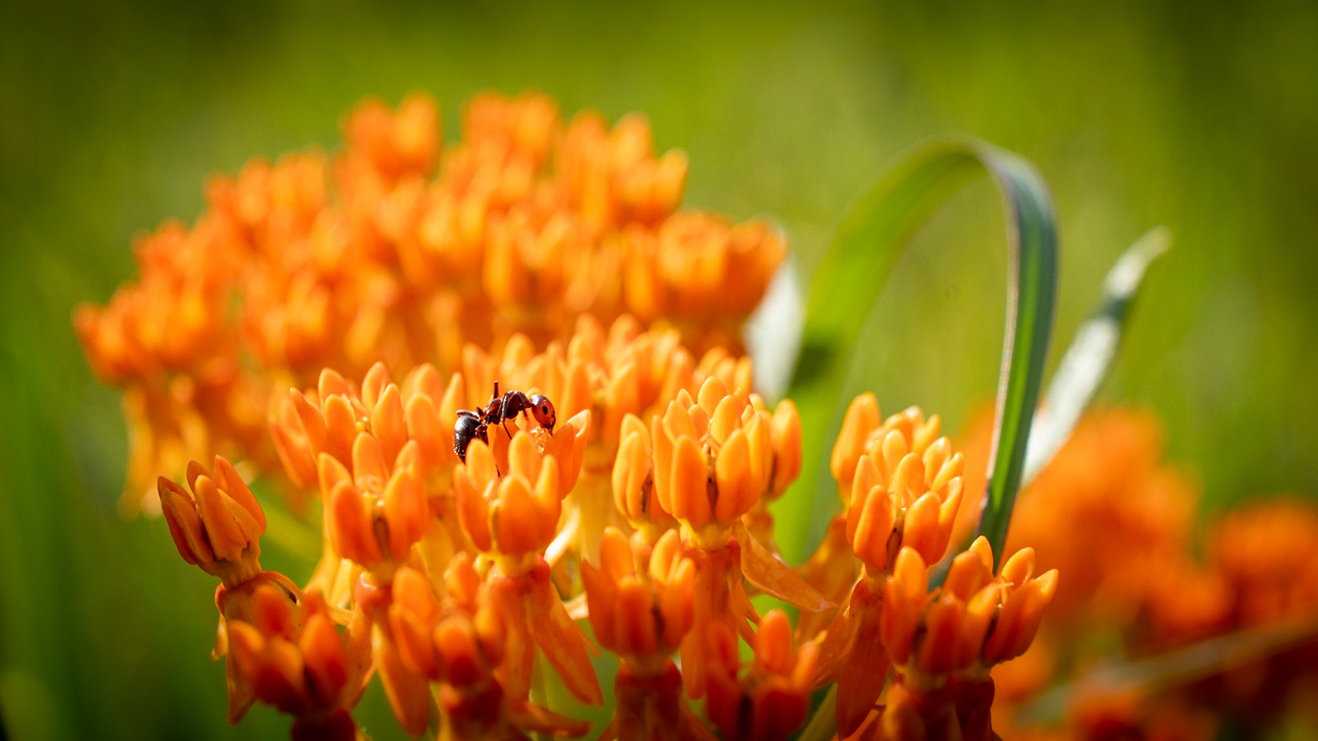 Myrmecophily or just taking a drink?