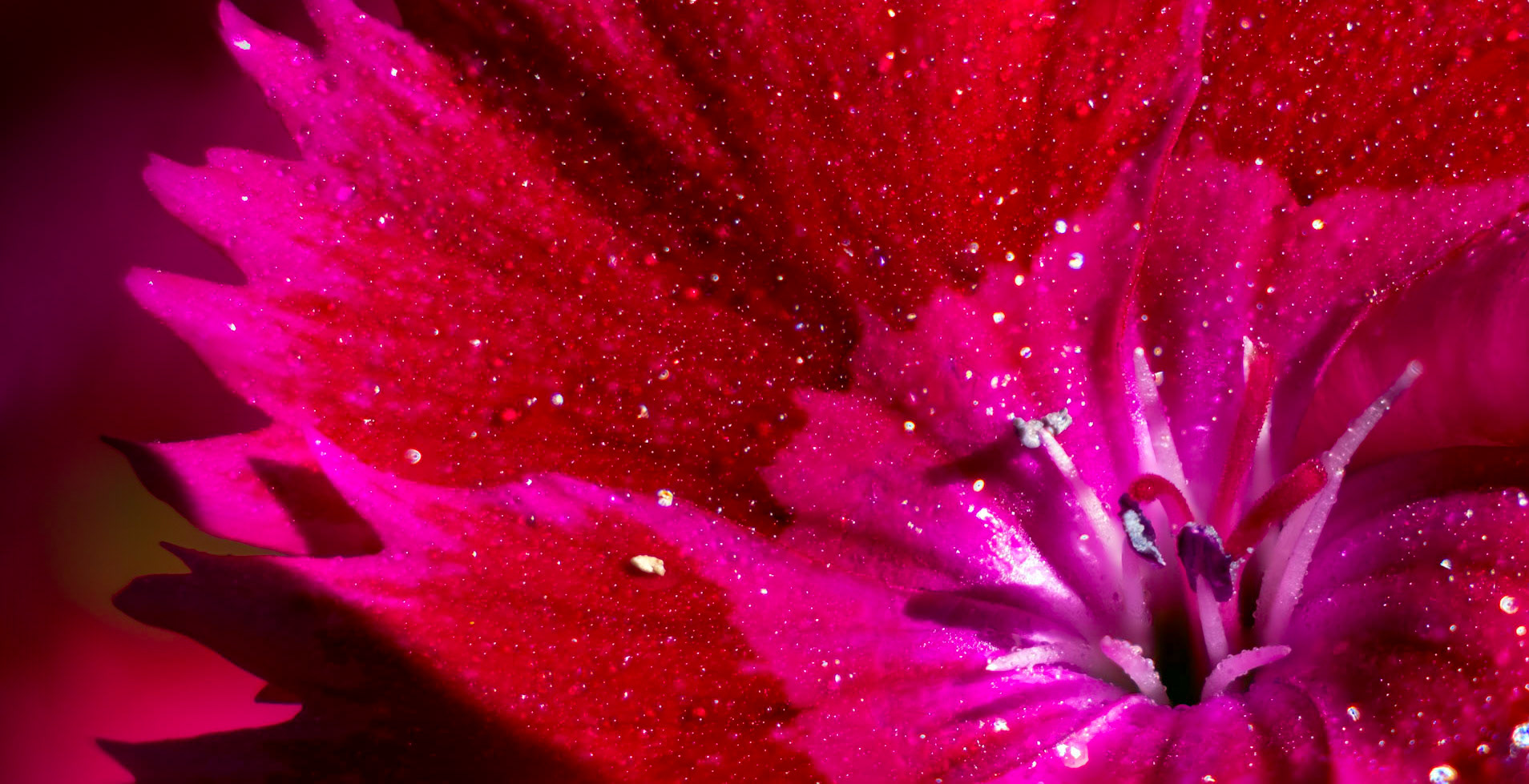 Fuchsia in your face! - Talk about a punch of color.