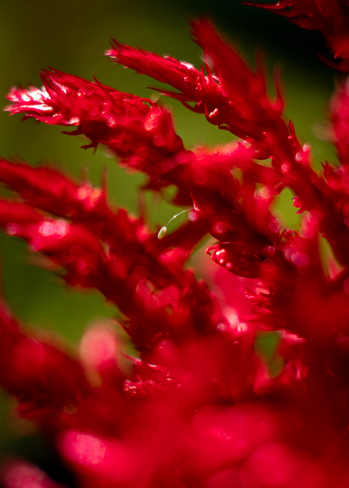 A rooster tail - Or at least that's what it reminds me of.  - Dragon's Breath (celosia)