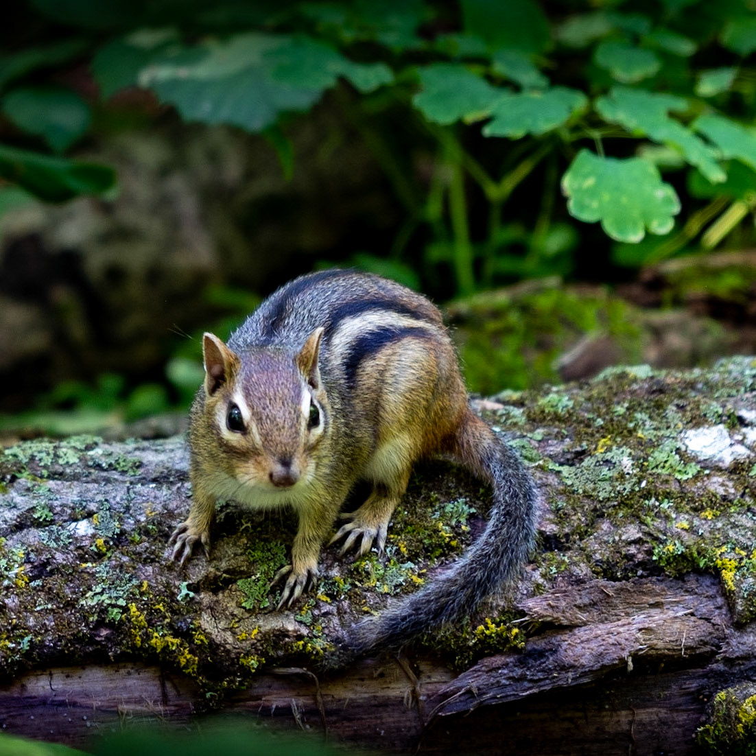 Auh, what are you looking at? Yes I'm on the ground with my face in a plant. So?
