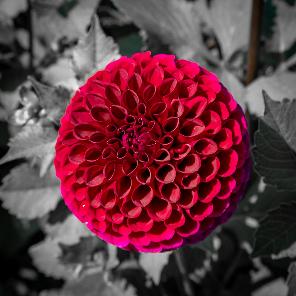 A variety of Dahlia flower