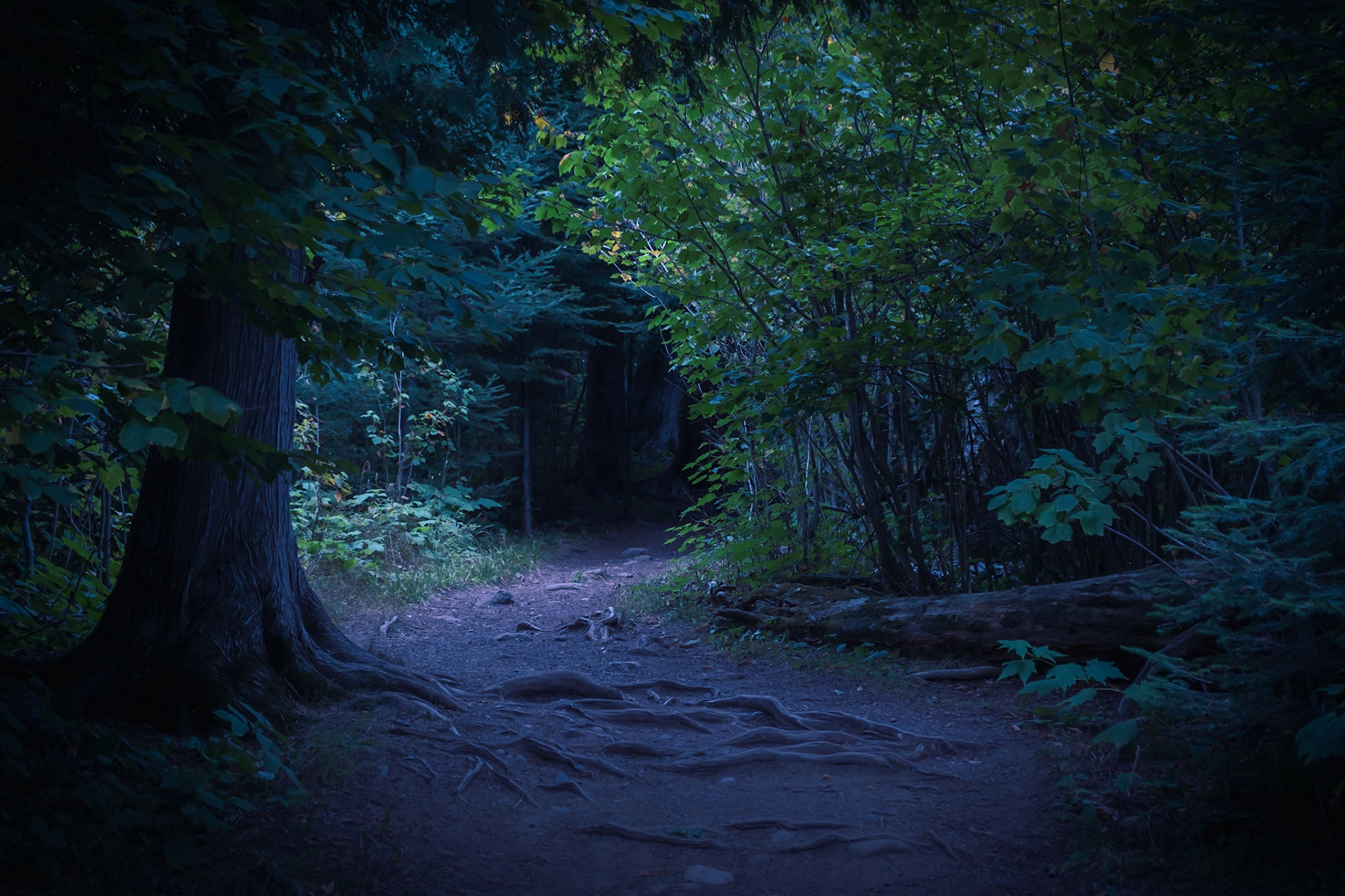 I really like these little dark tunnels through the forest. It's creepy yet exciting. I also played with a little color shift here to set more of a cooler mood.