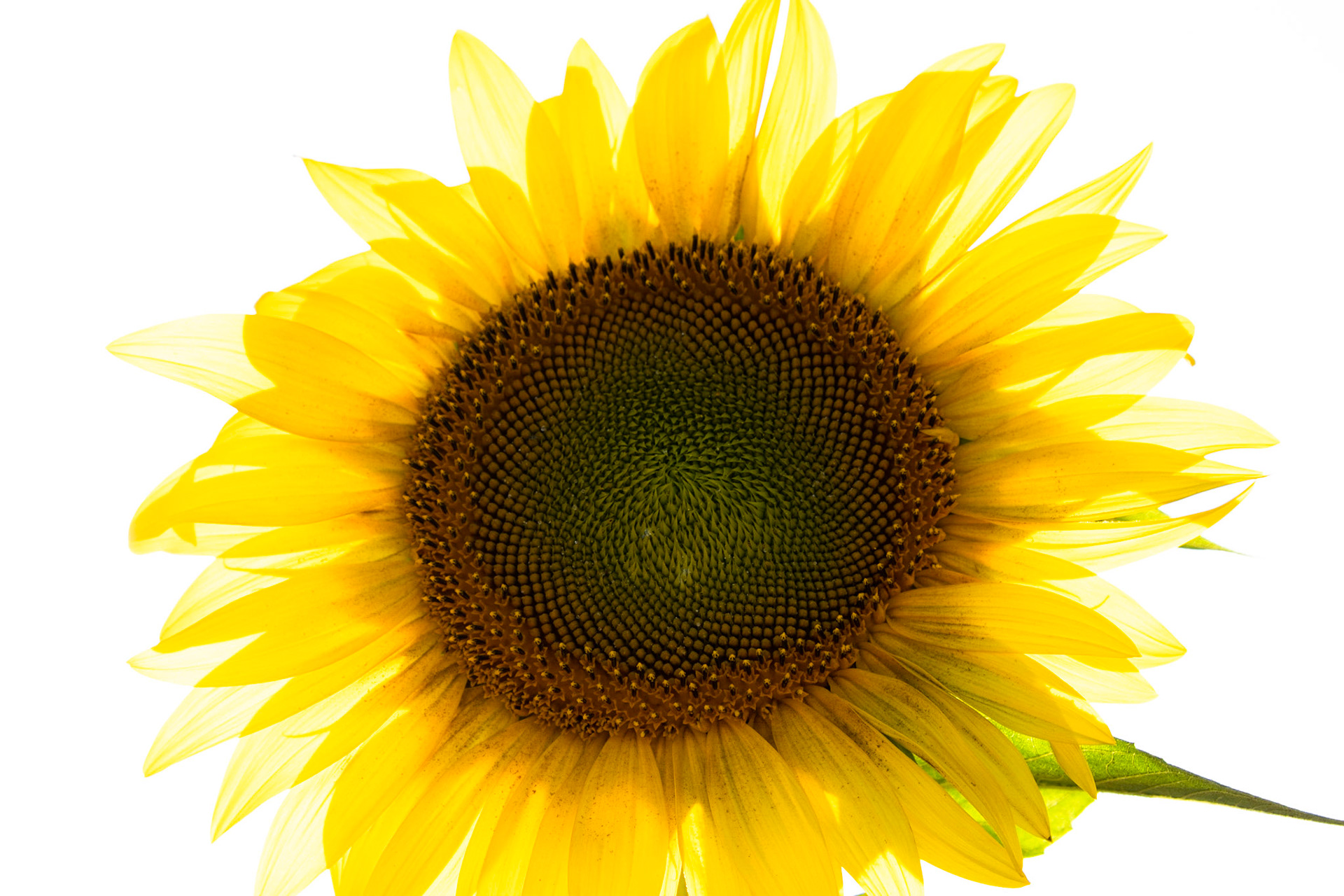 Radiant Light Is Beaming! Sometimes, no, most all the time it's hard shooting into the sun. Washed out sky and dark foreground, so this time I used that to my advantage and made this one sunflower the star of the show.