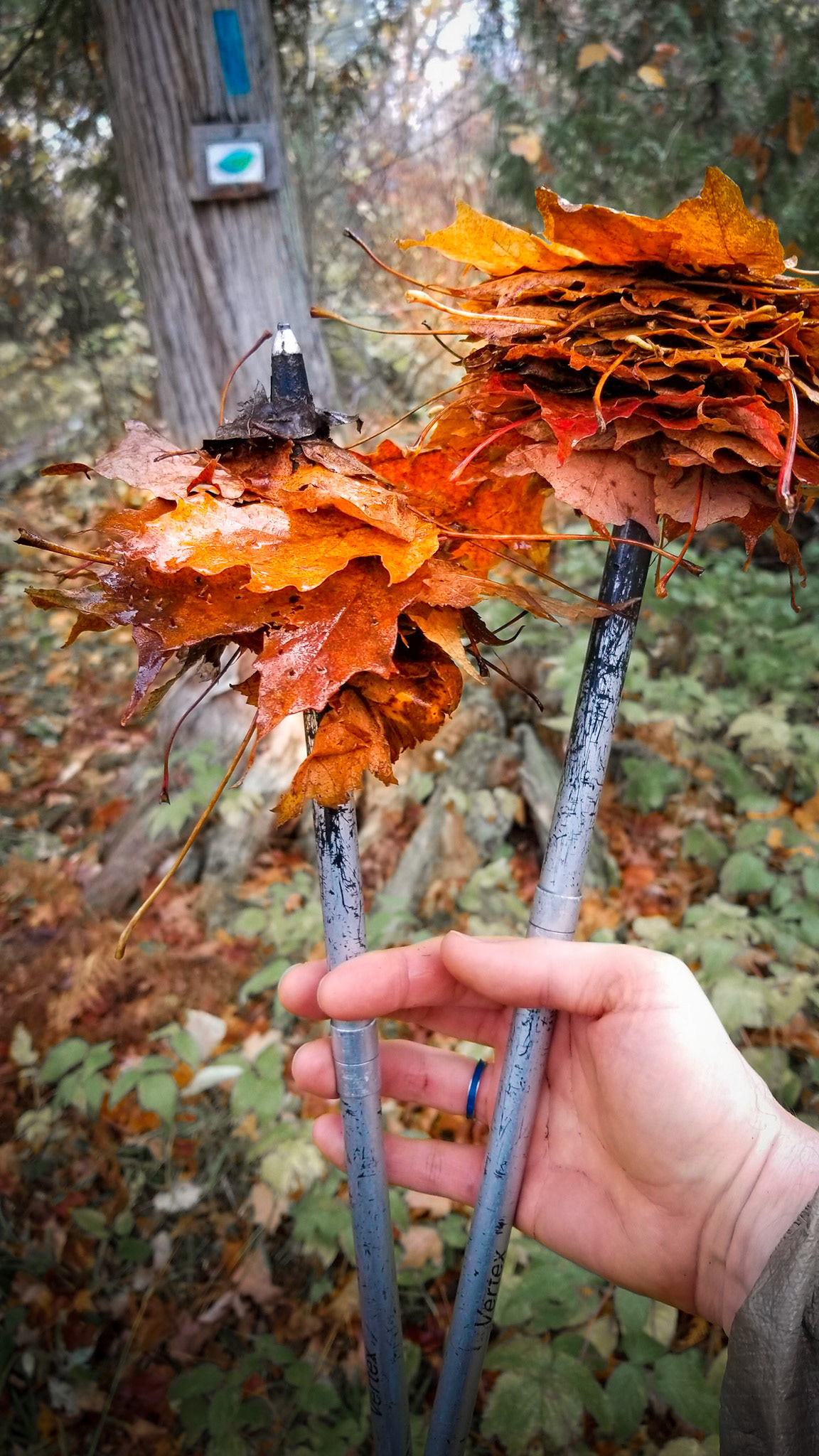 I guess I had been picking up "nice" leaves all along.