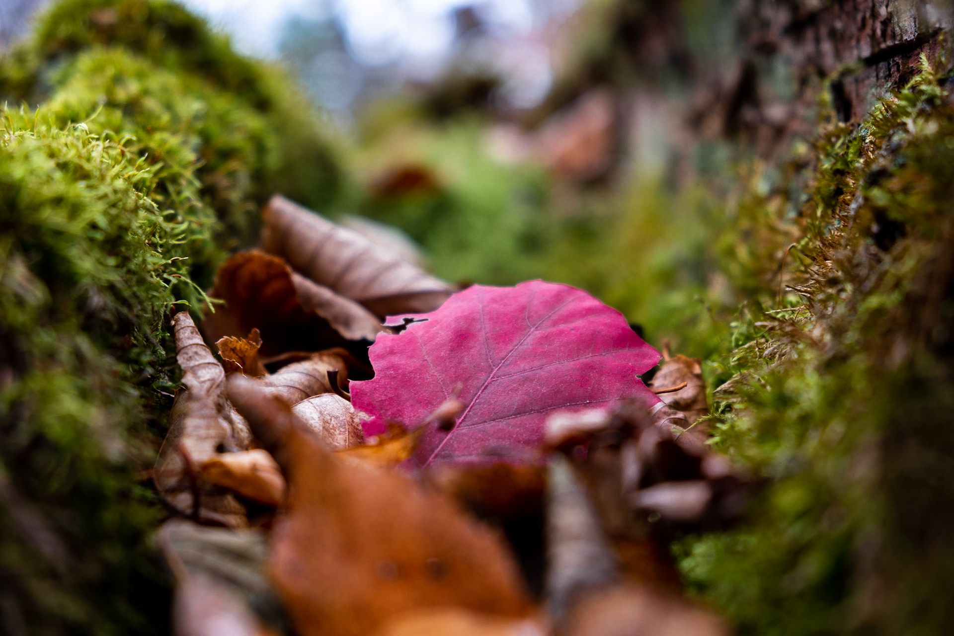 Who says an old dead tree doesn't have anything more to give.