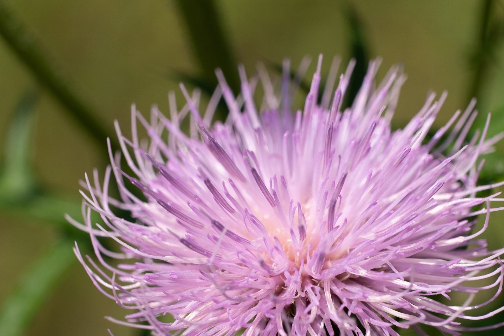 MIlk Thistle flower - not to be confused with Milkweed. Even though both have medicinal properties both can cause allergic reactions but milk weed has more toxins to humans and animals.