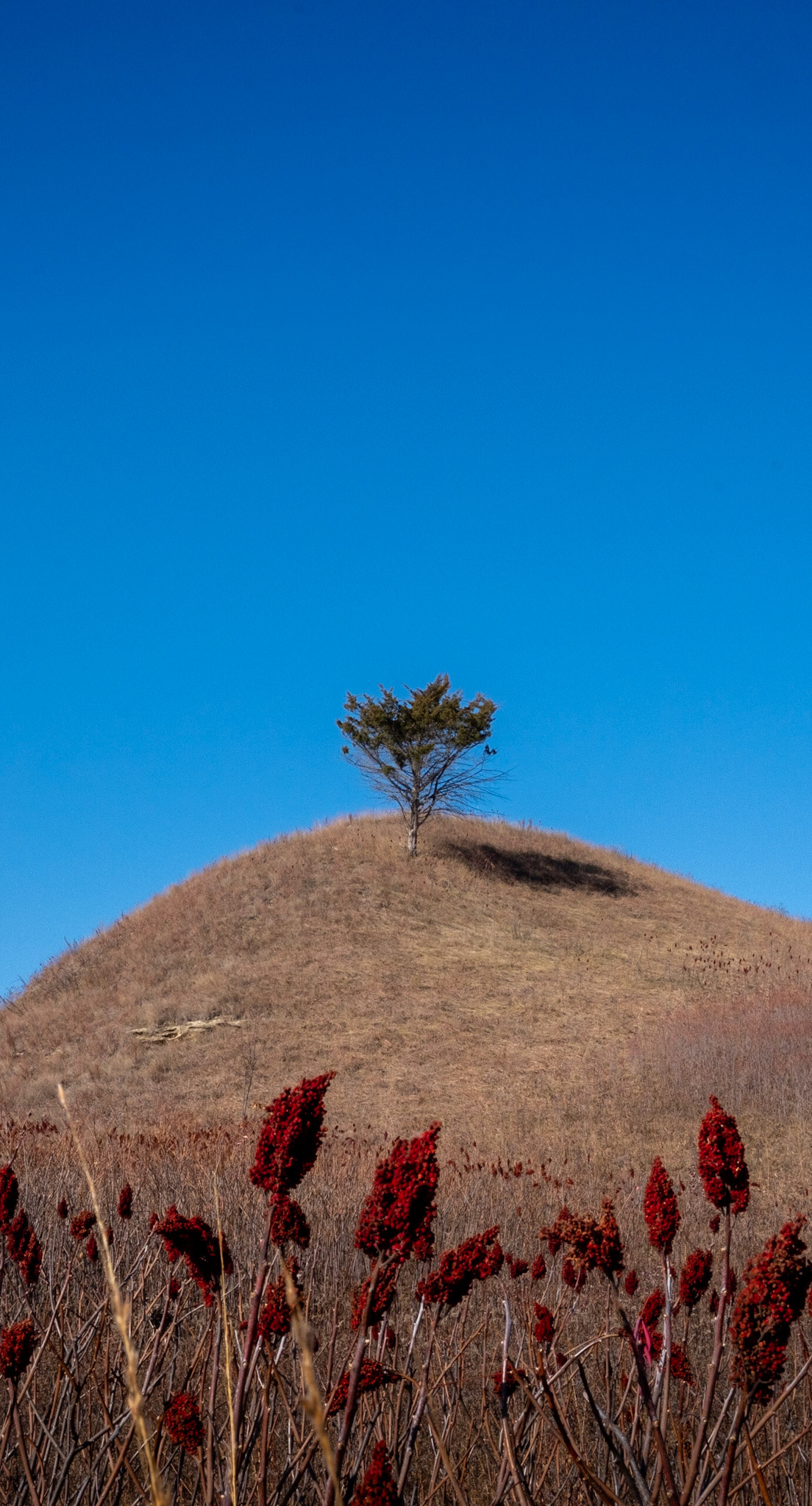 Midwest's very own Wisdom Tree.
