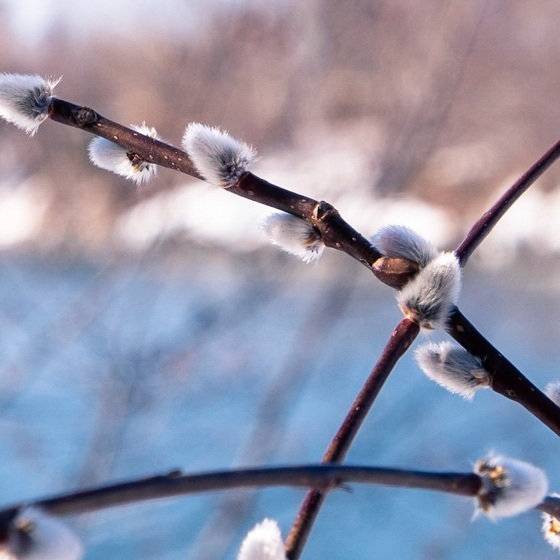 You know spring is coming.