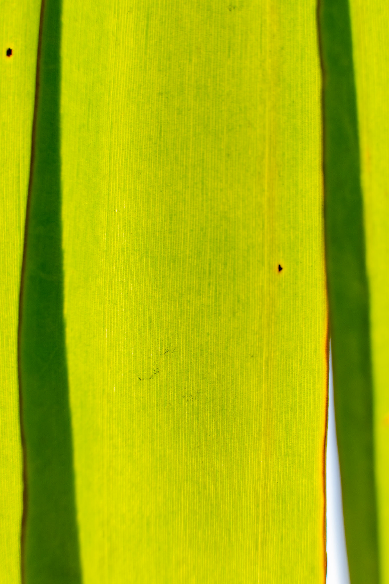 This texture will never get old. Palm Frond -