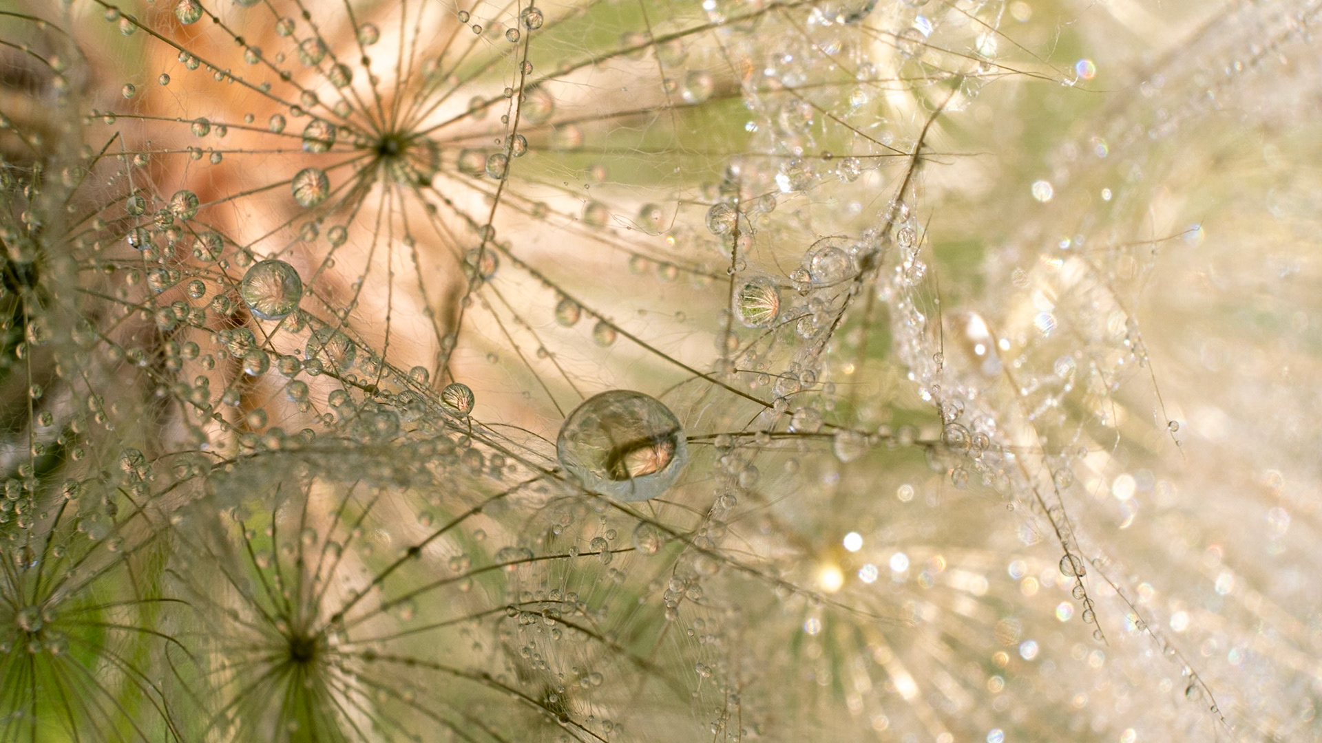 Light as a feather, gently holding on to the drop of life until a gentle breeze gives it a new direction.