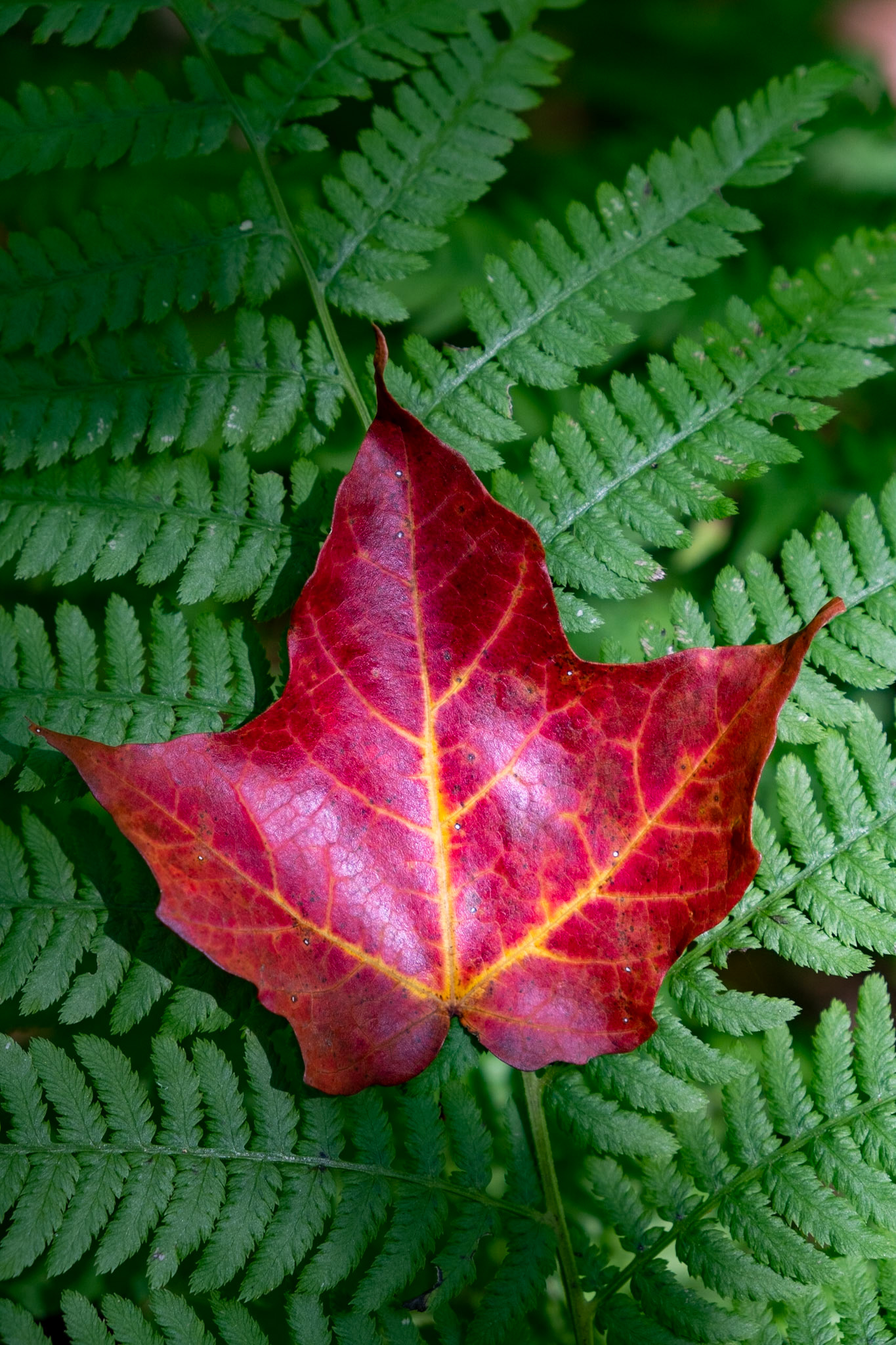 Just a little fall here-