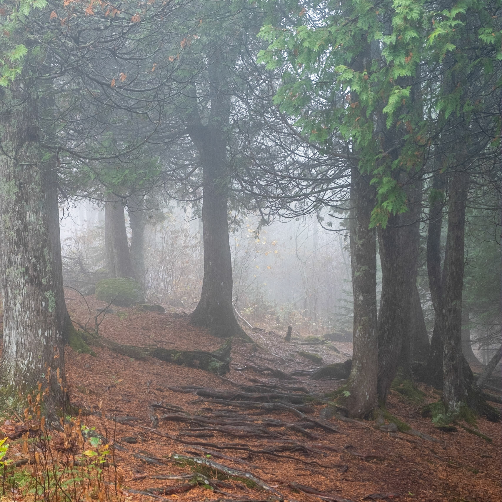 I should turn back before I end up hiking these spooky trails at night. No thank you.